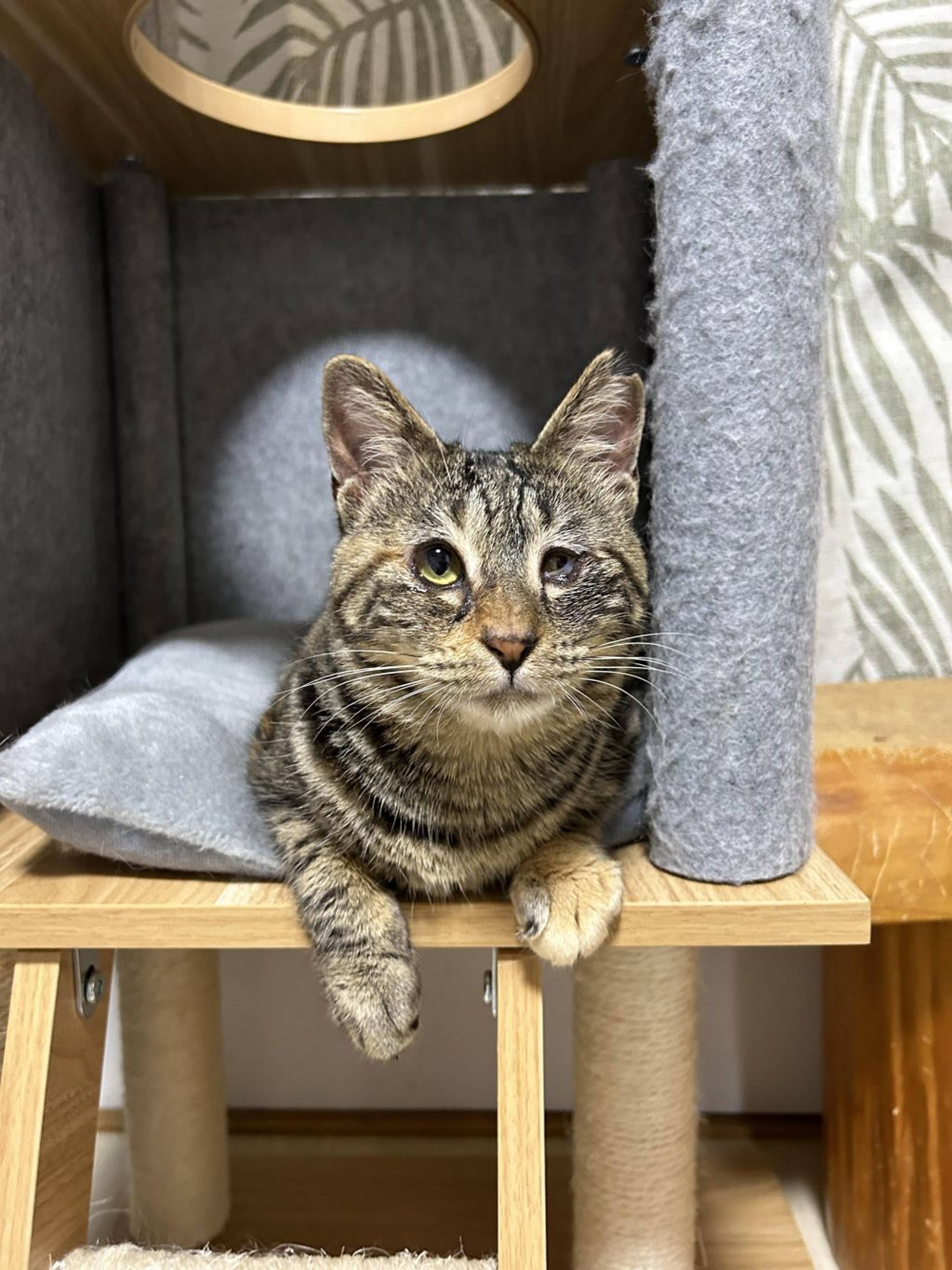 雑種（ミックス猫）・メスの里親募集の写真