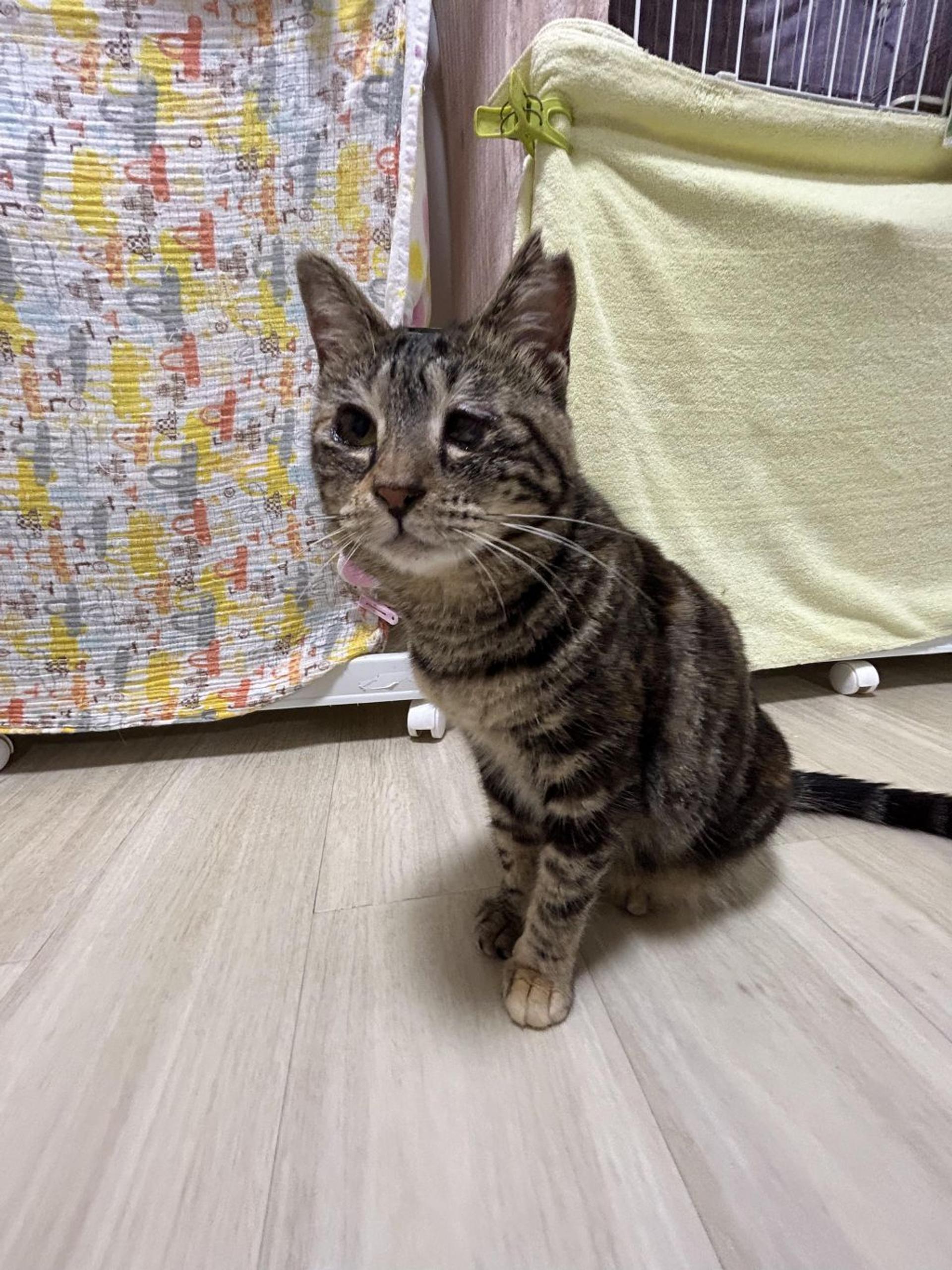 pet-image-5