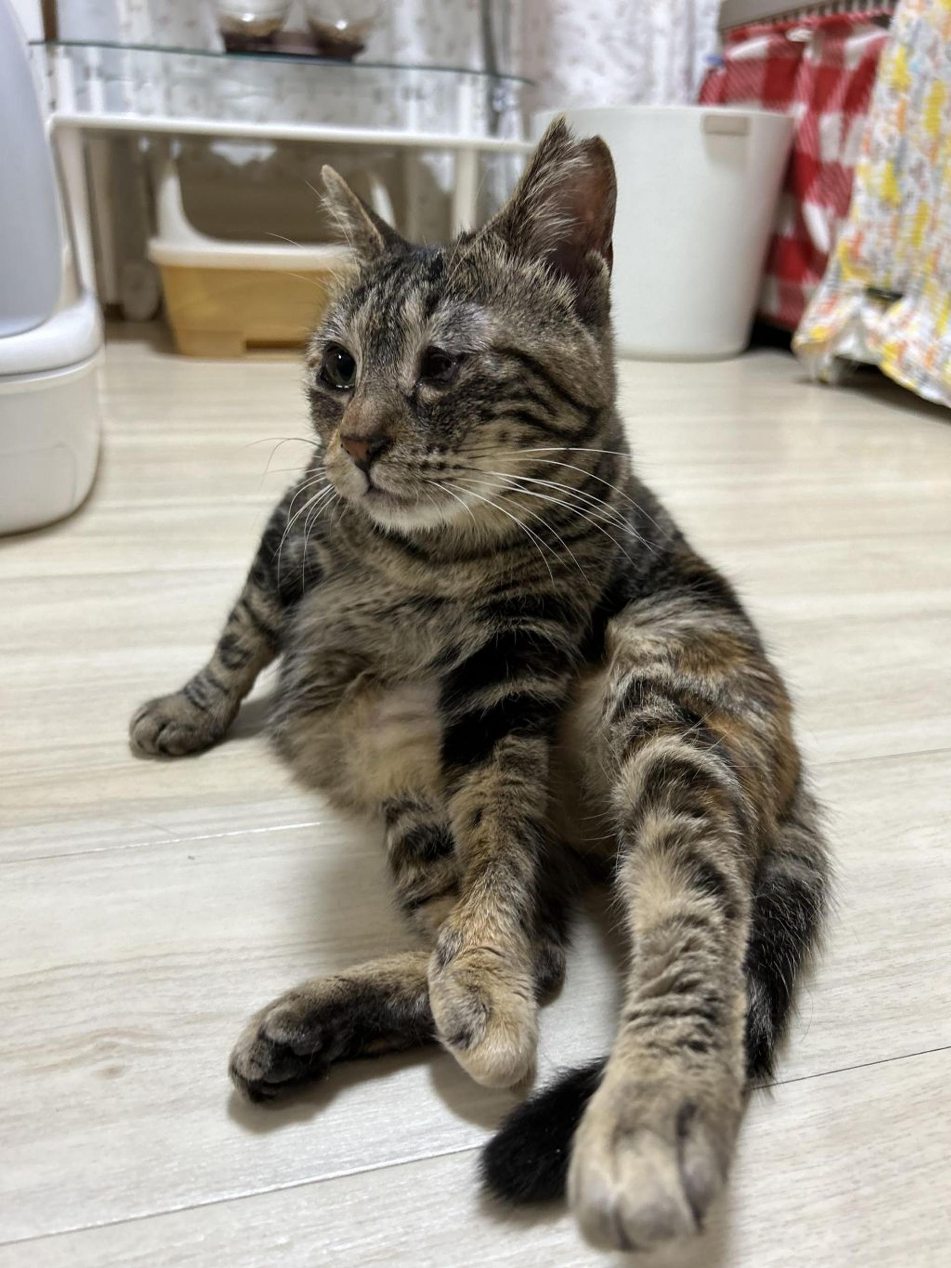 pet-image-7