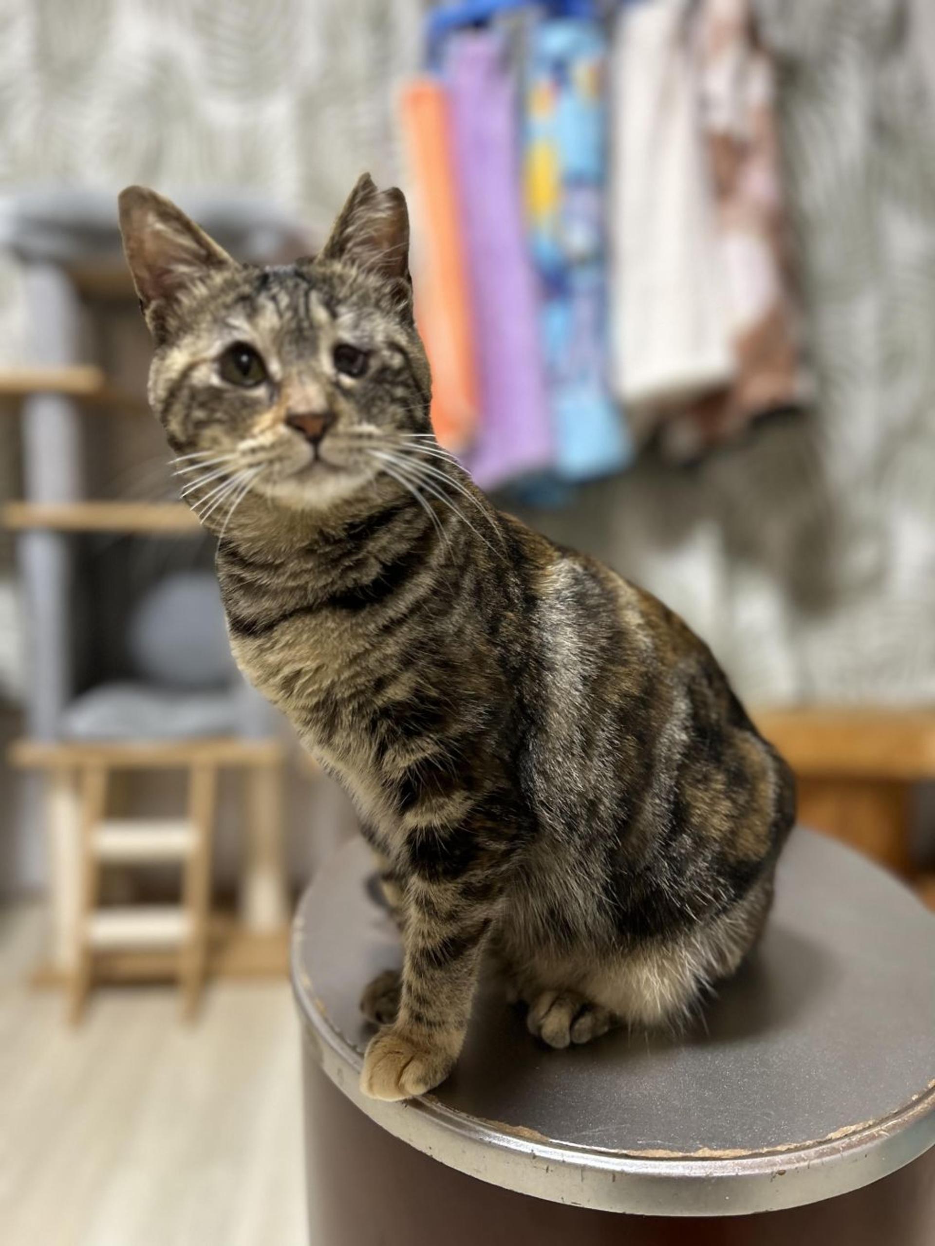 pet-image-9