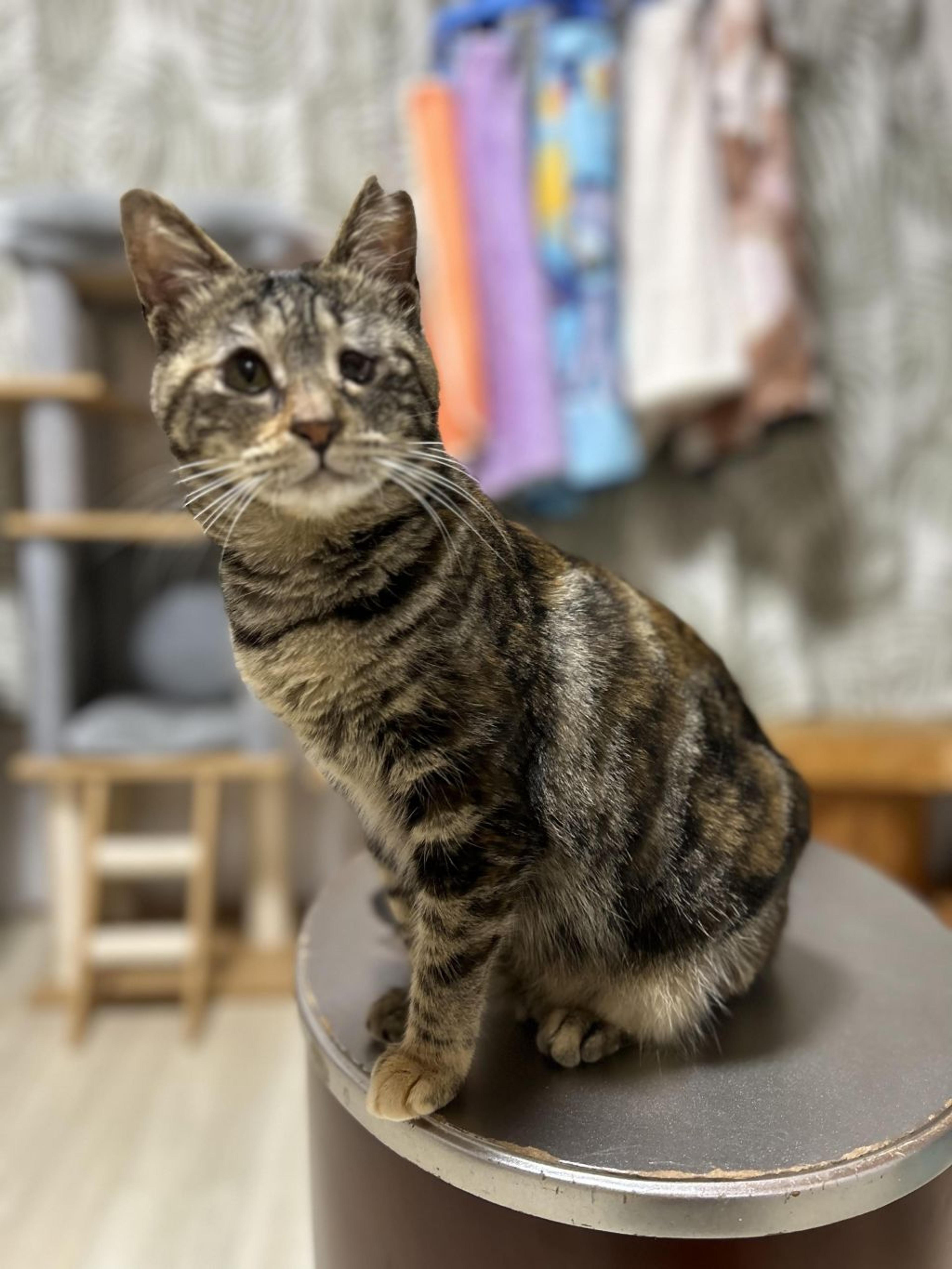 pet-image-9