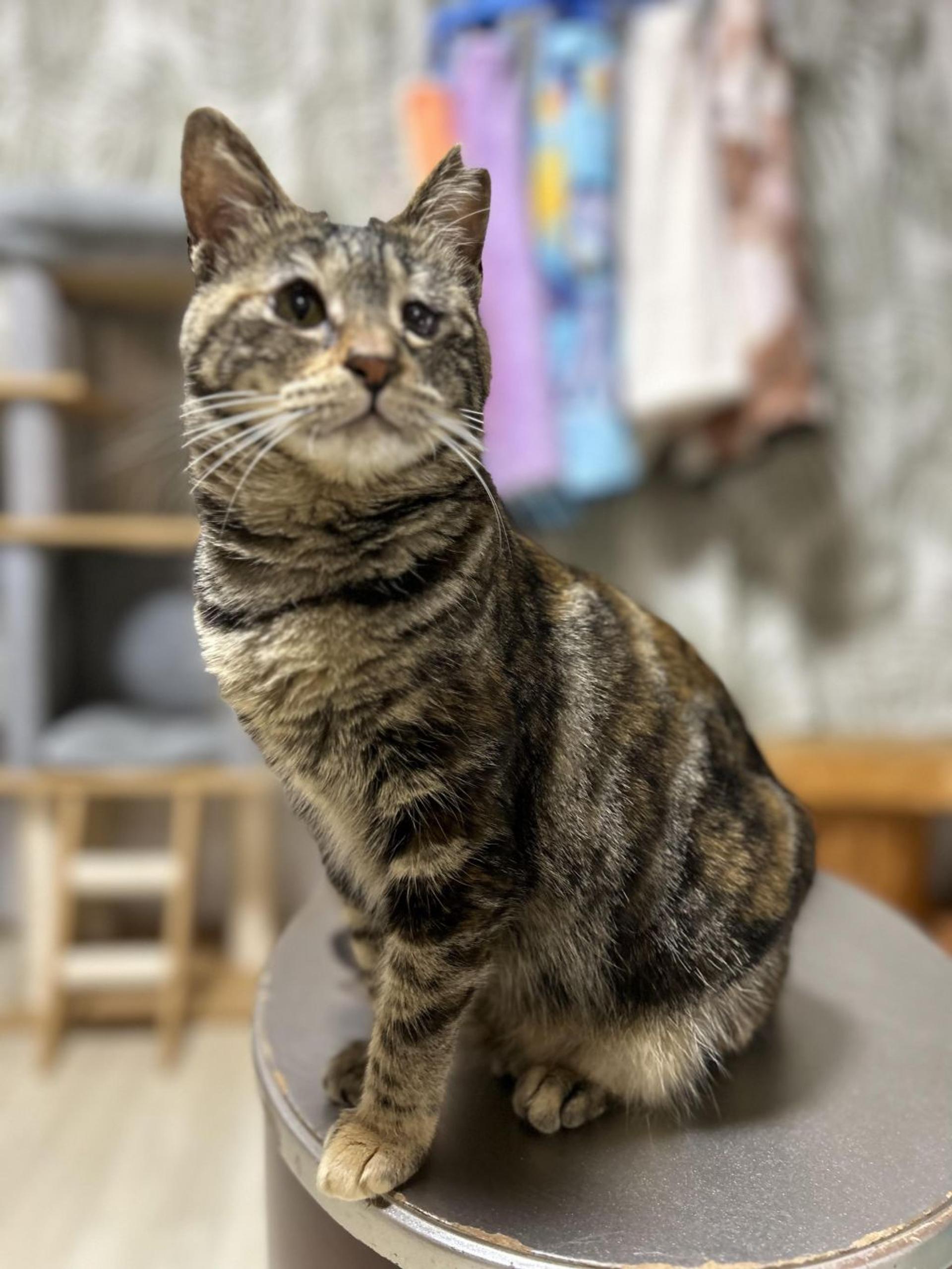 pet-image-10
