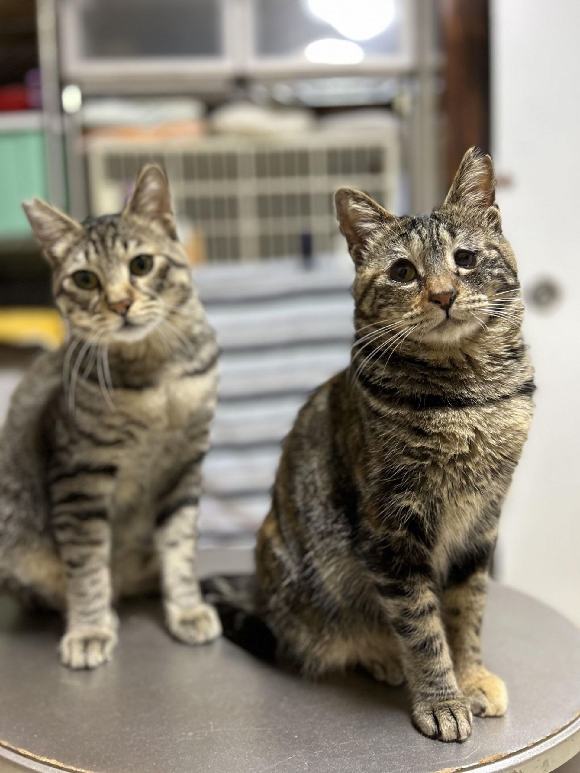雑種（ミックス猫）・メスの里親募集の写真