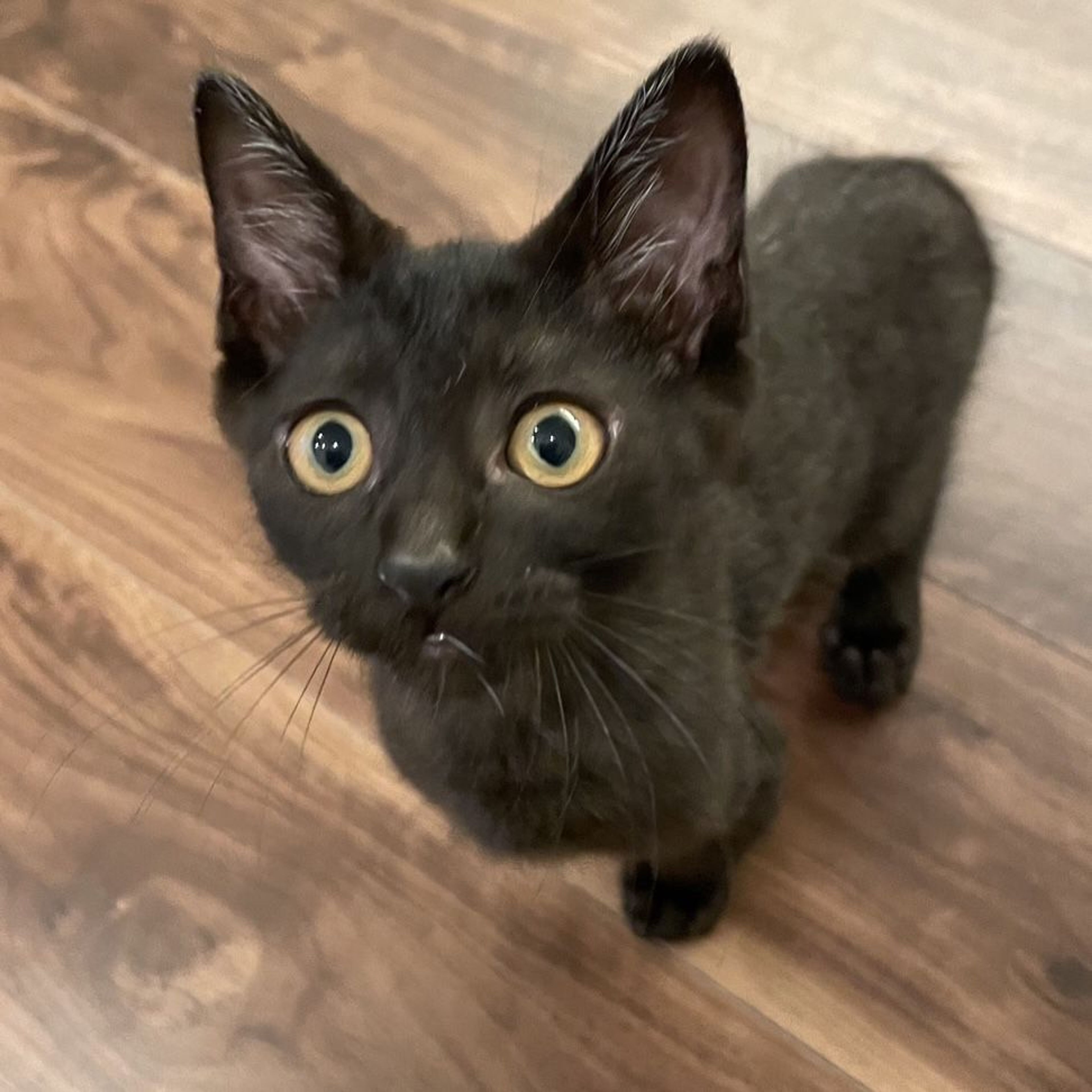 pet-image-3