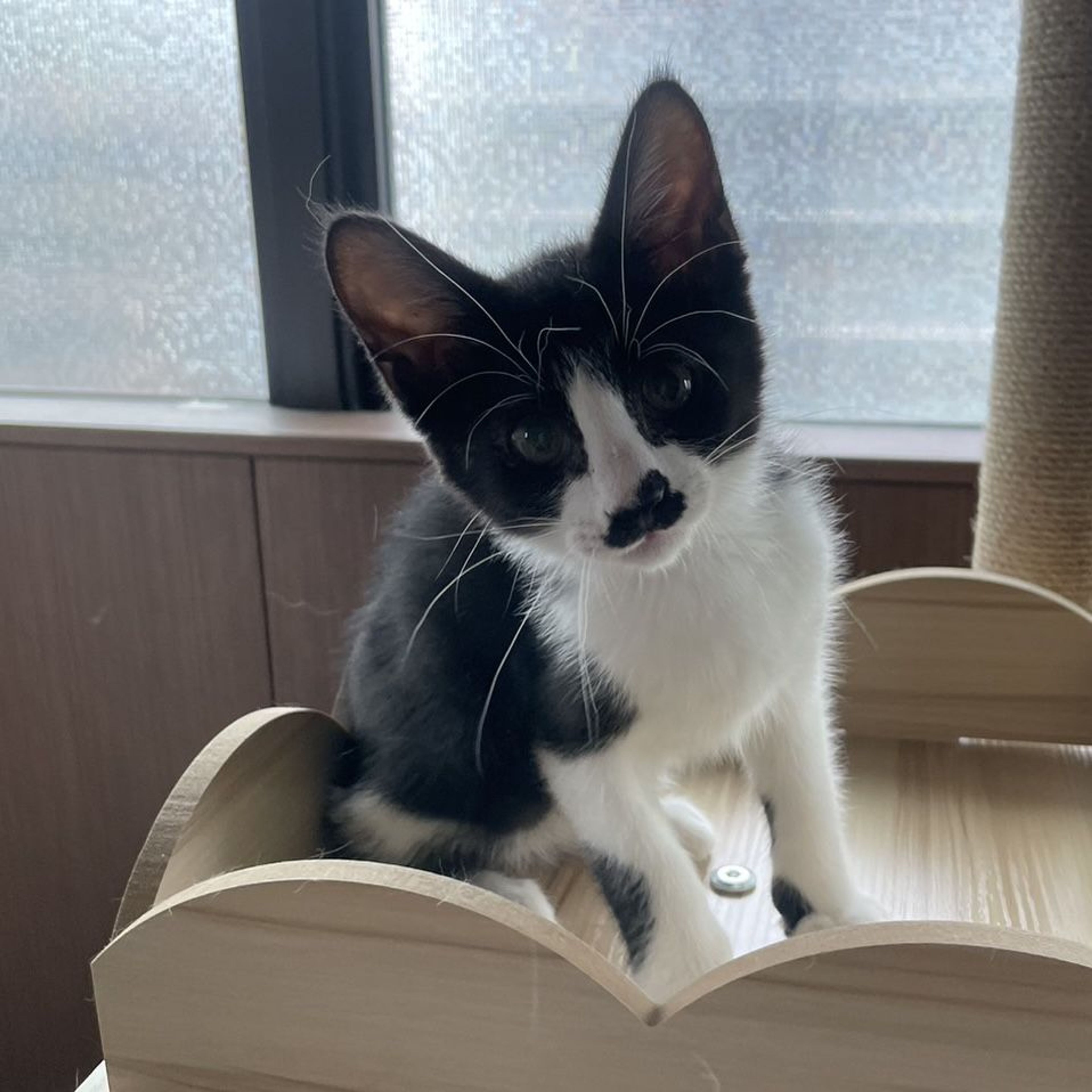 pet-image-6
