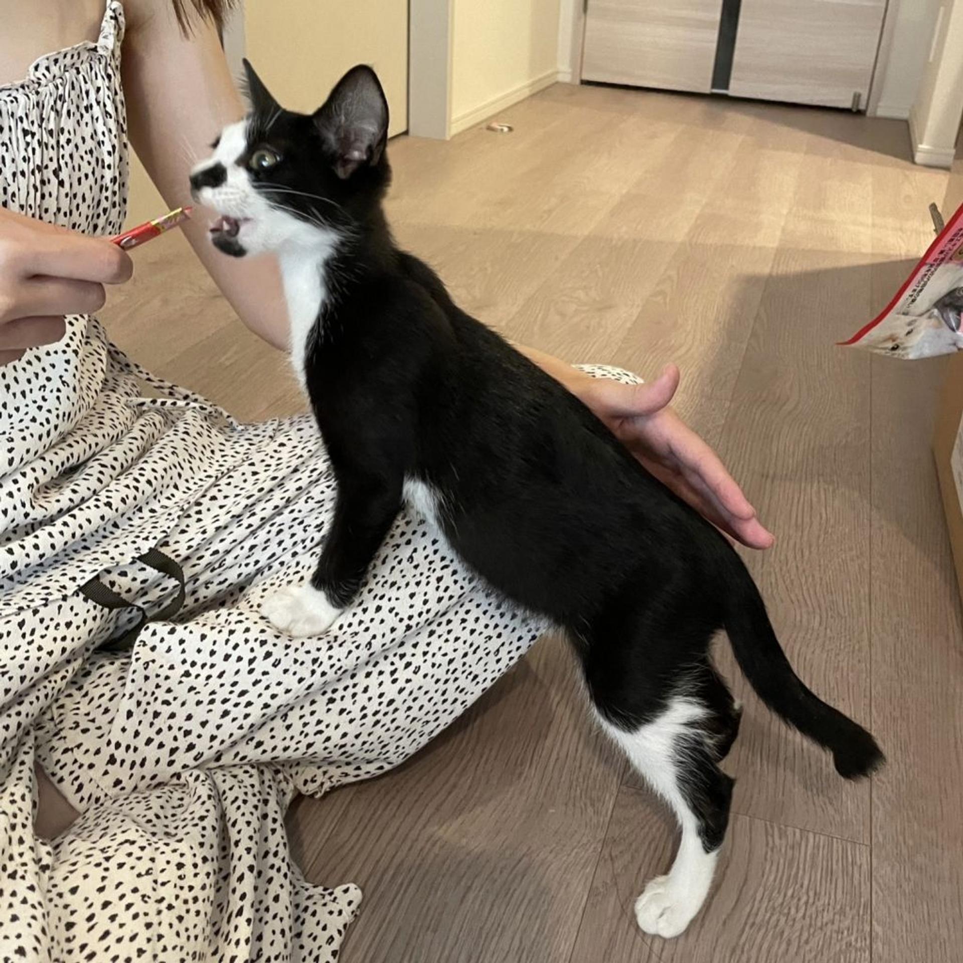 pet-image-4