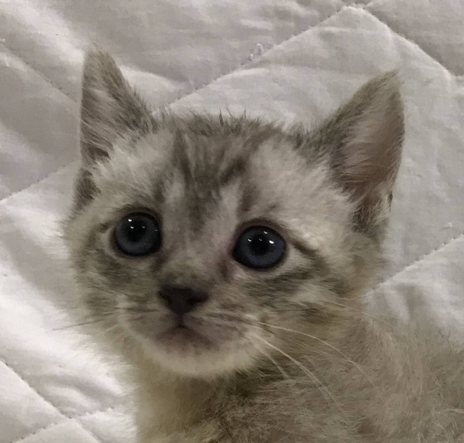 雑種（ミックス猫）・オスの里親募集の写真