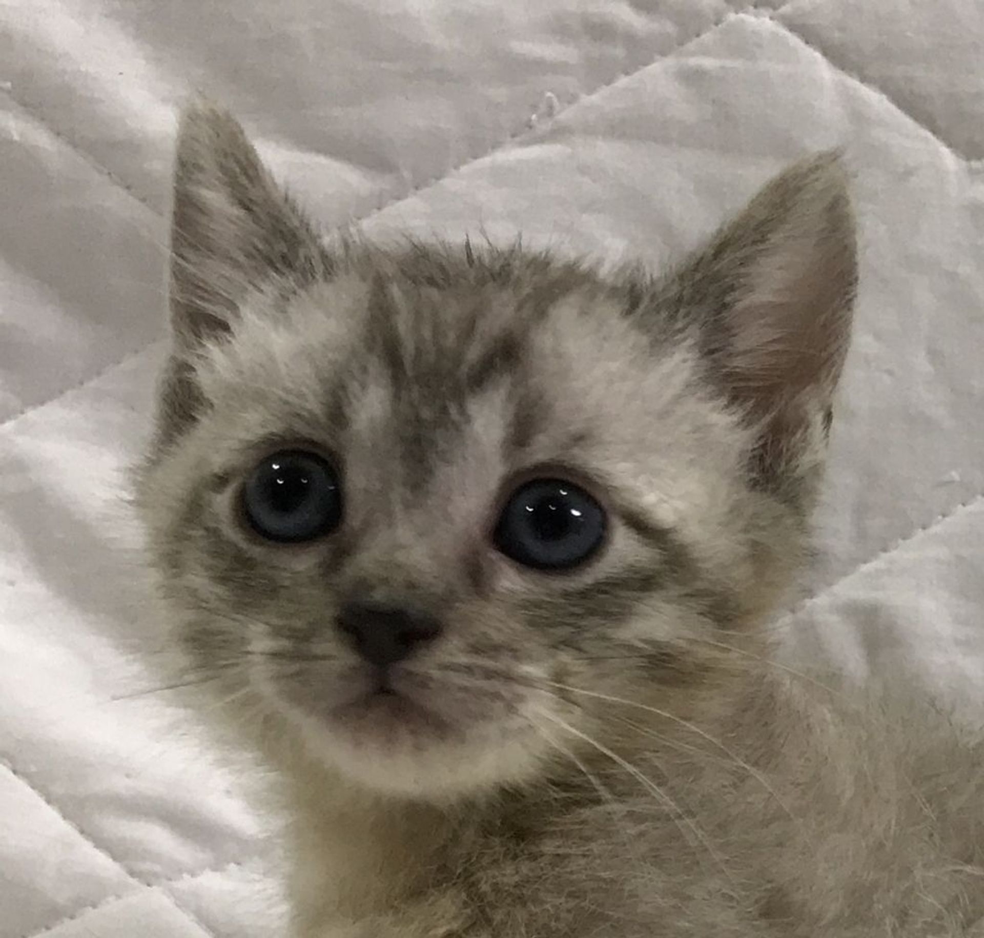 雑種（ミックス猫）・オスの里親募集の写真