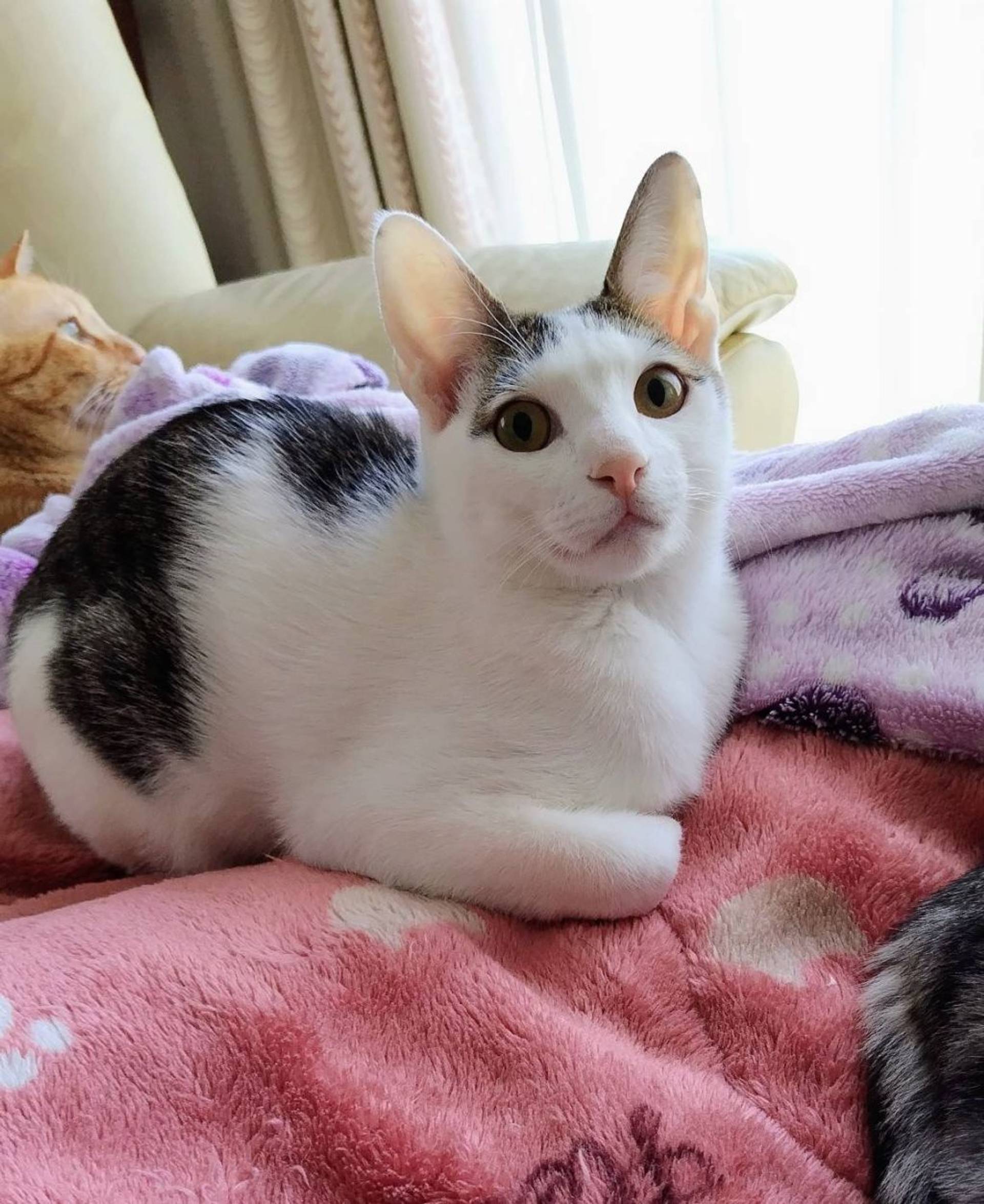 雑種（ミックス猫）・オスの里親募集の写真