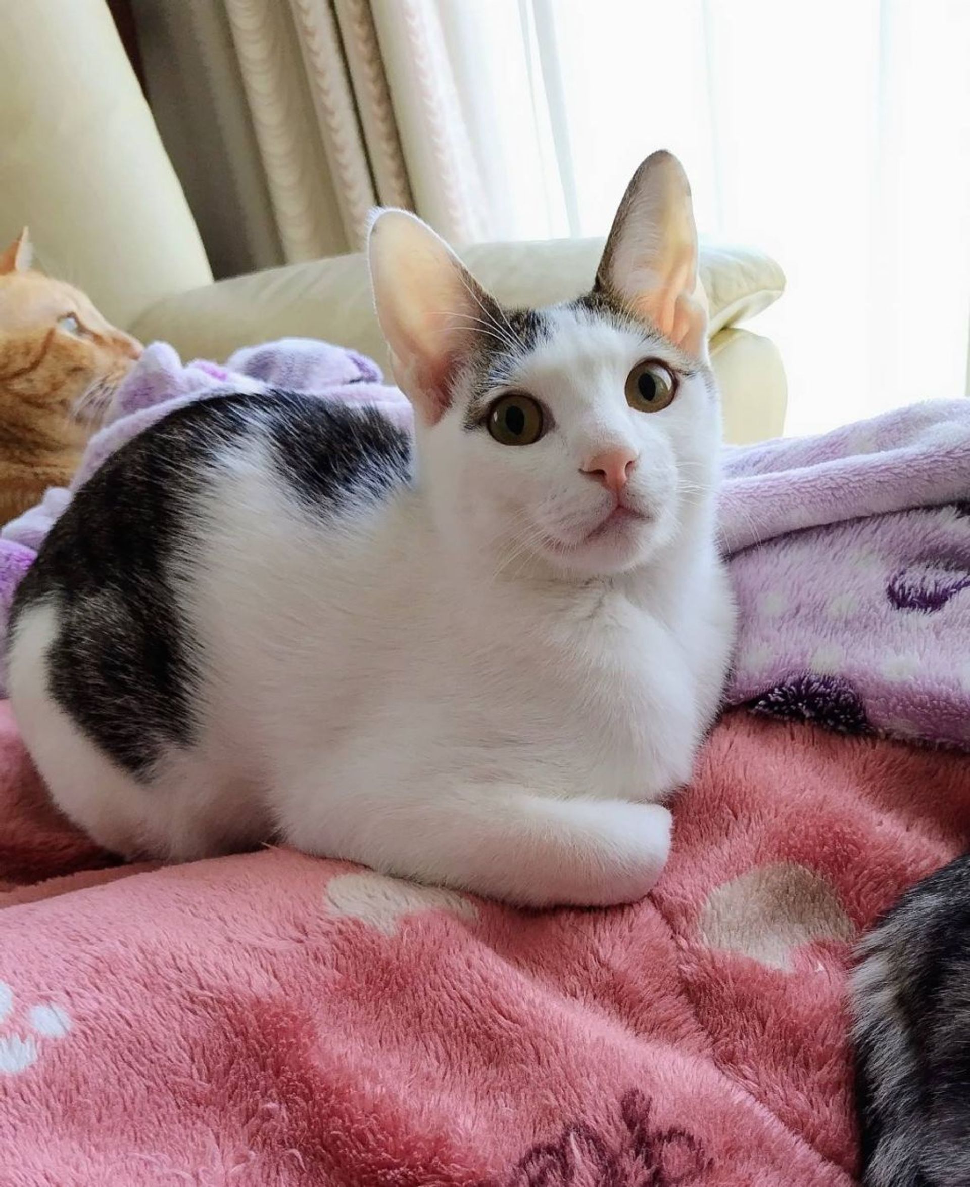 雑種（ミックス猫）・オスの里親募集の写真