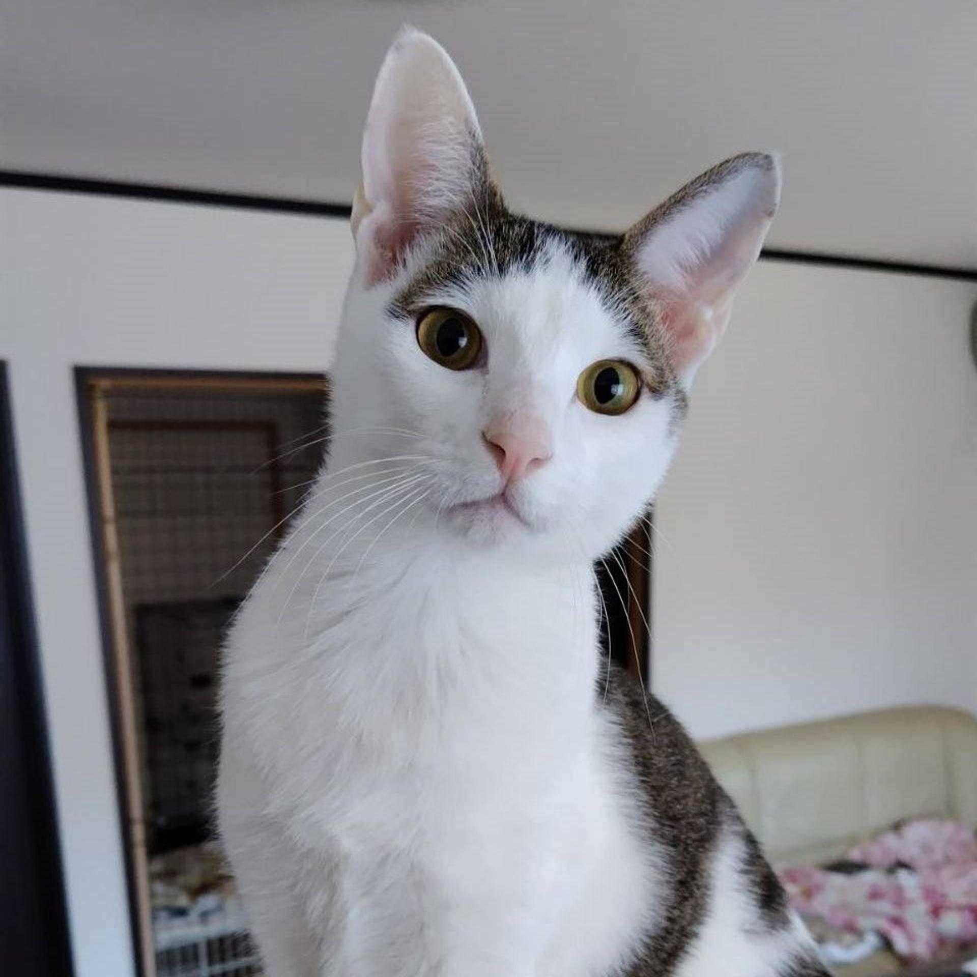 pet-image-3