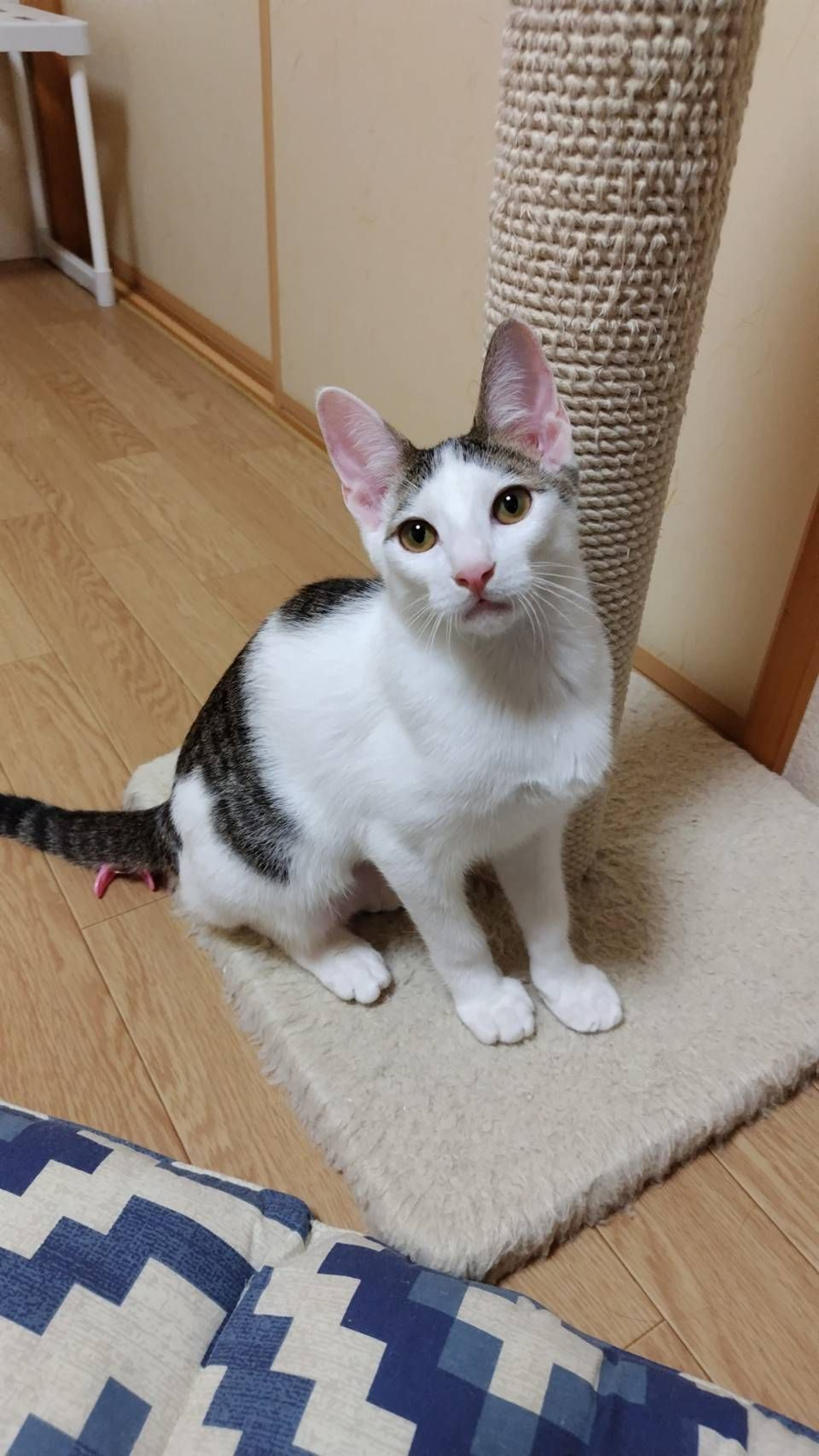 pet-image-4