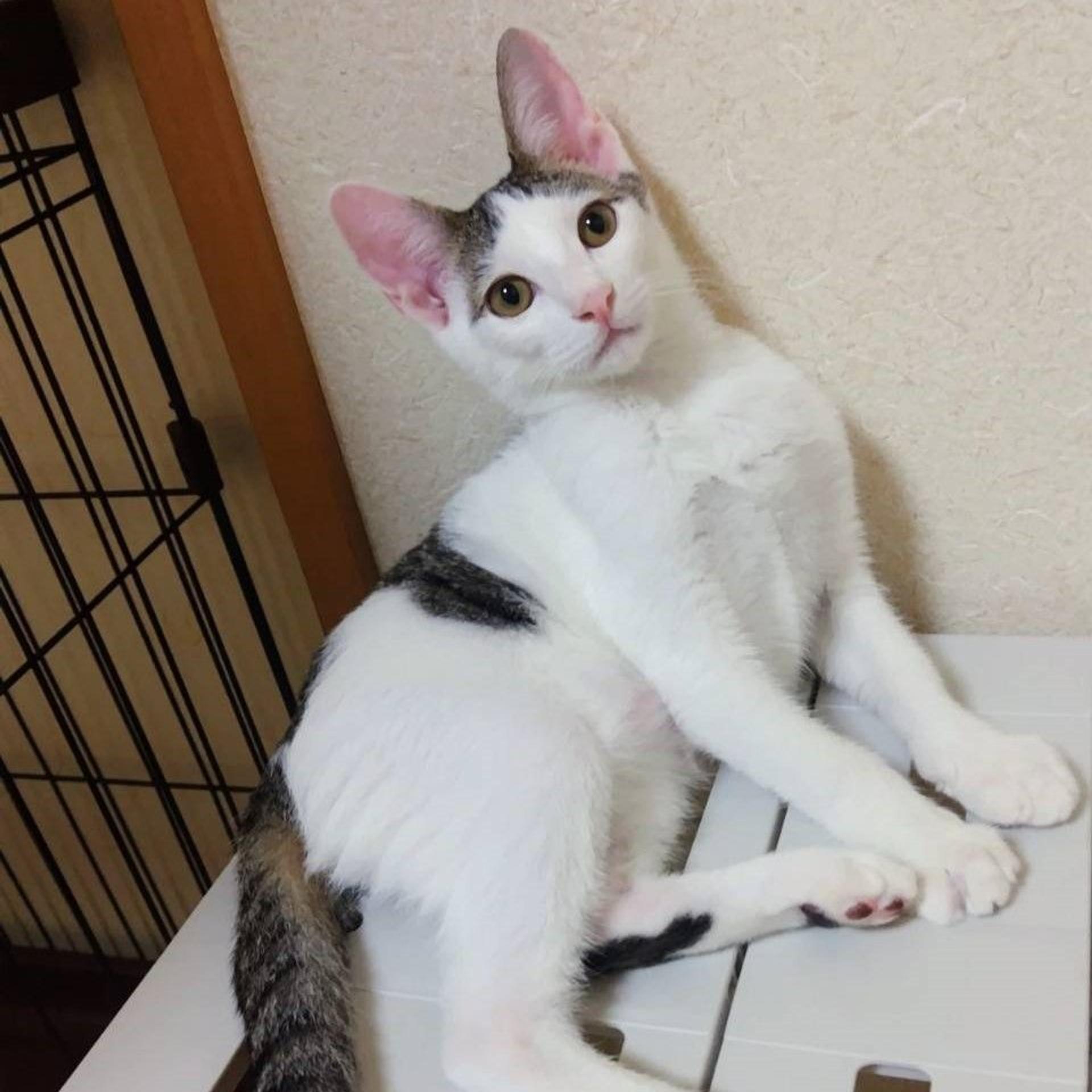 pet-image-6