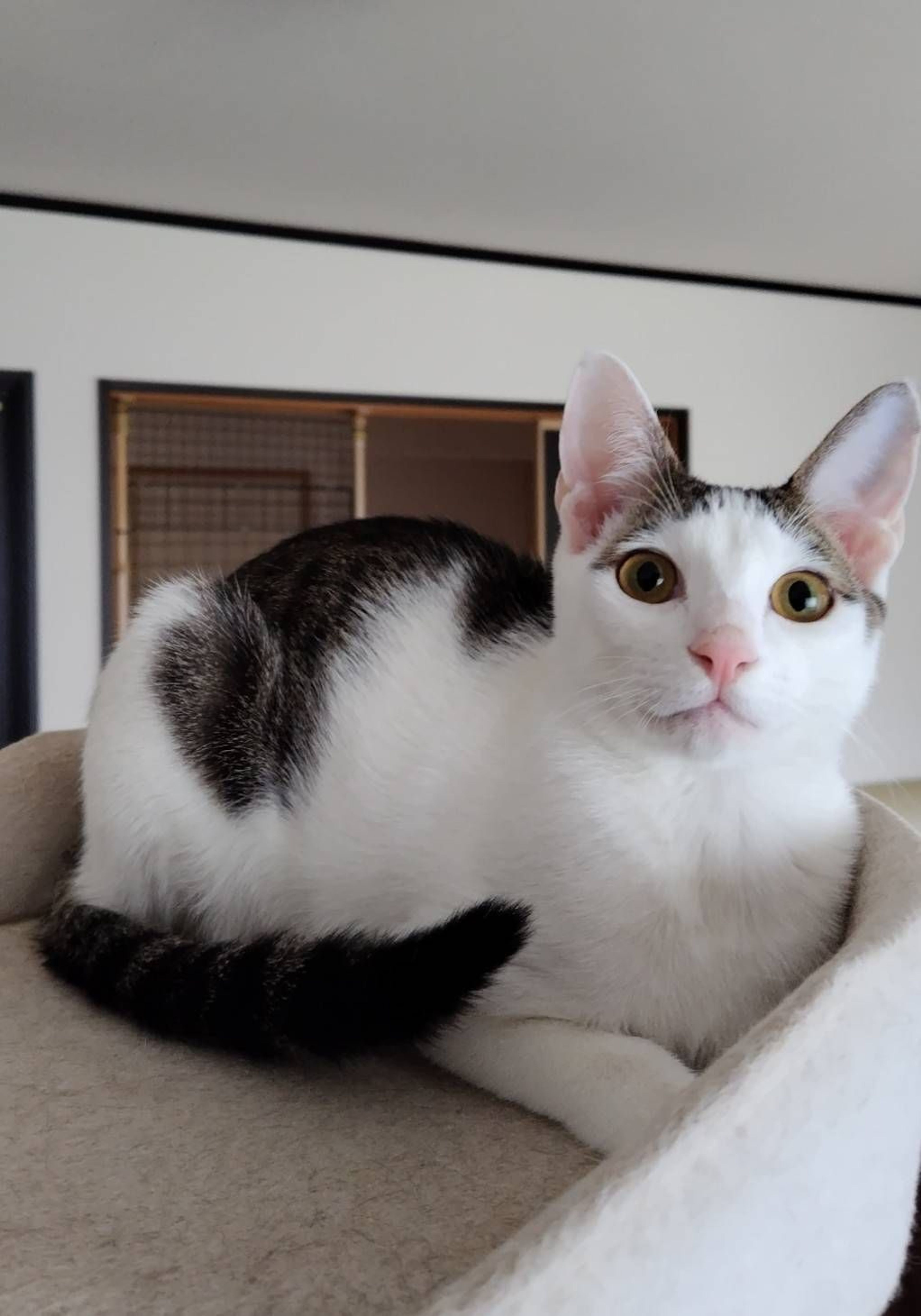 pet-image-7