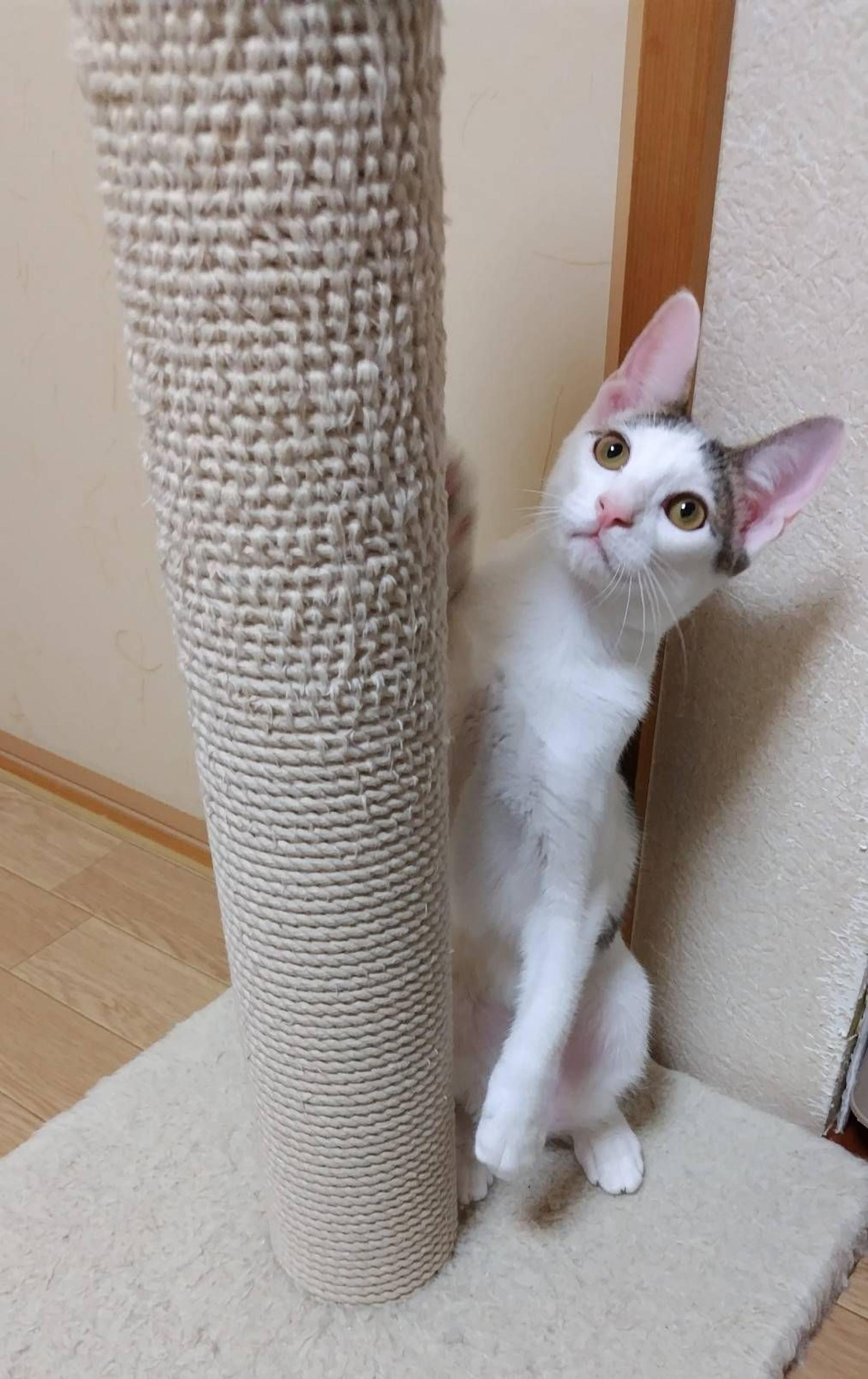 pet-image-9