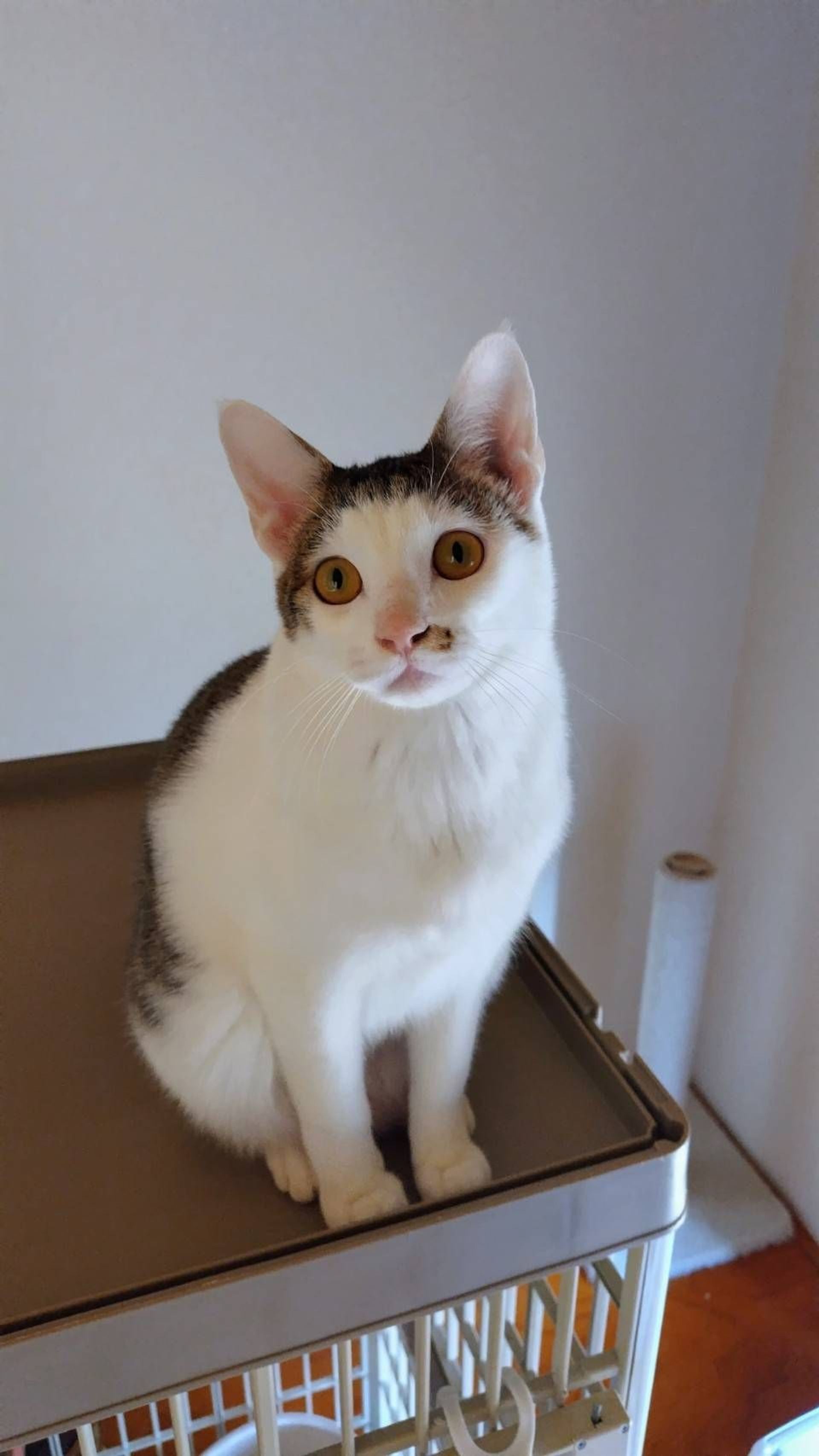 雑種（ミックス猫）・オスの里親募集の写真