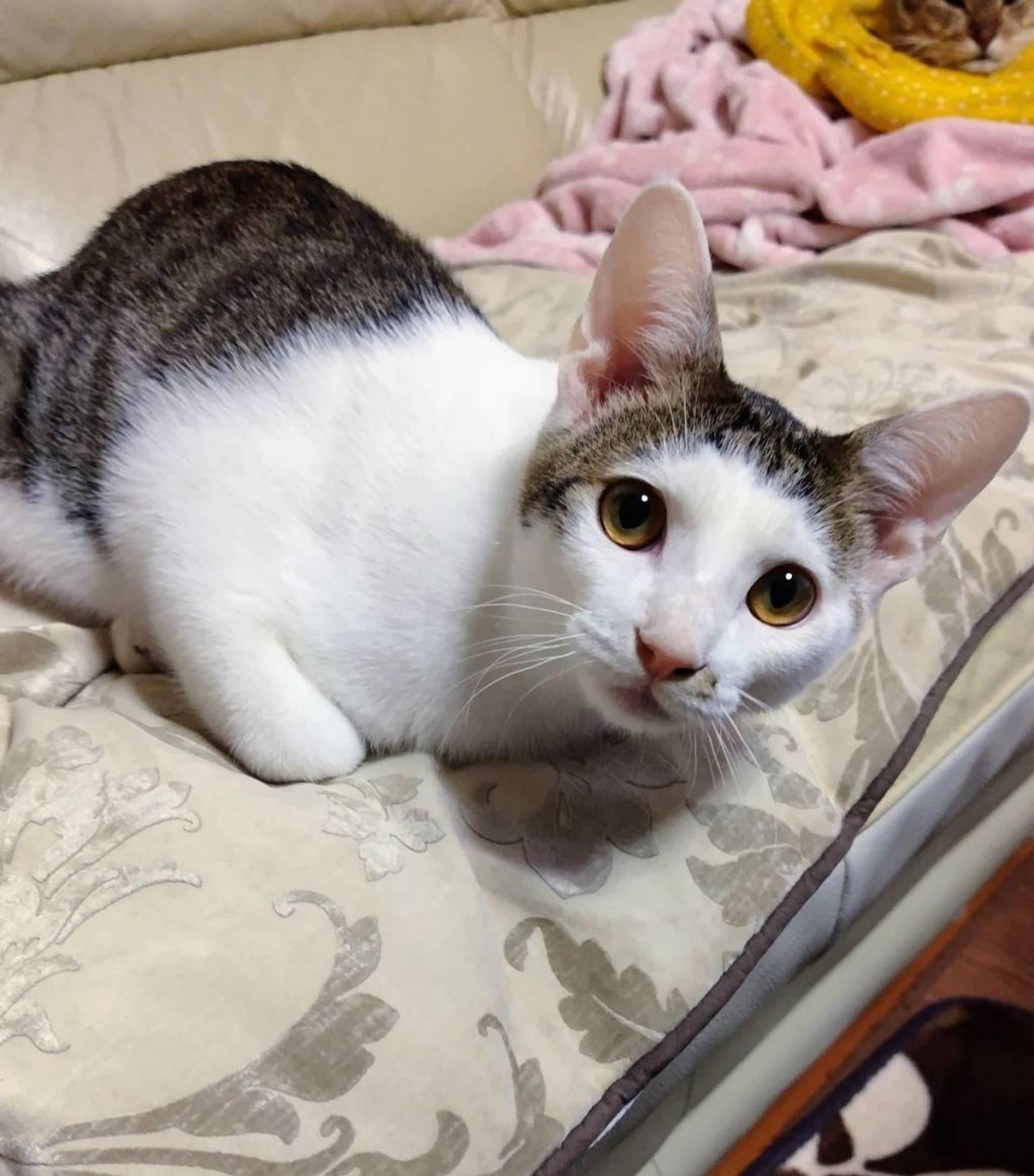 pet-image-3