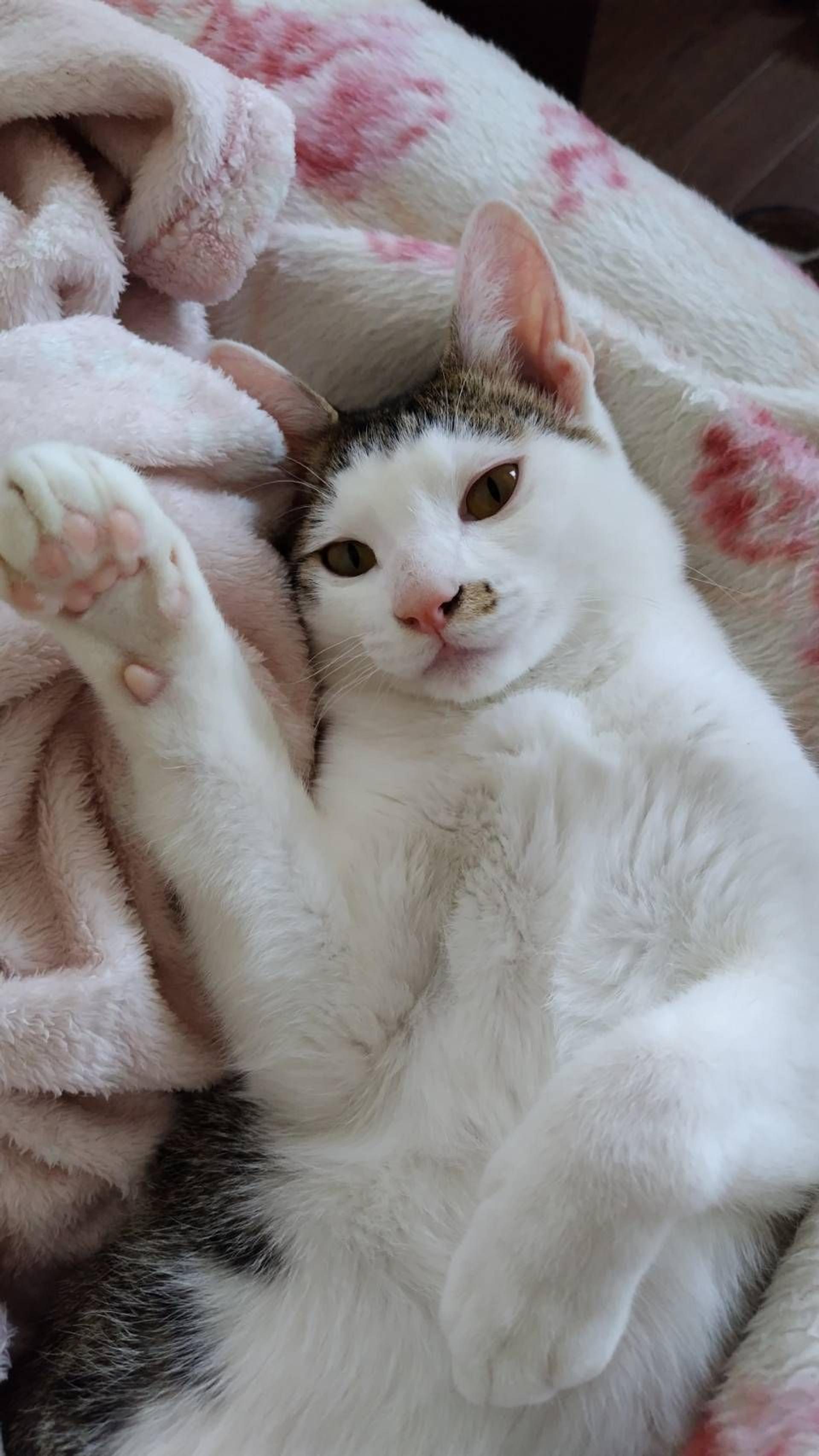 pet-image-4