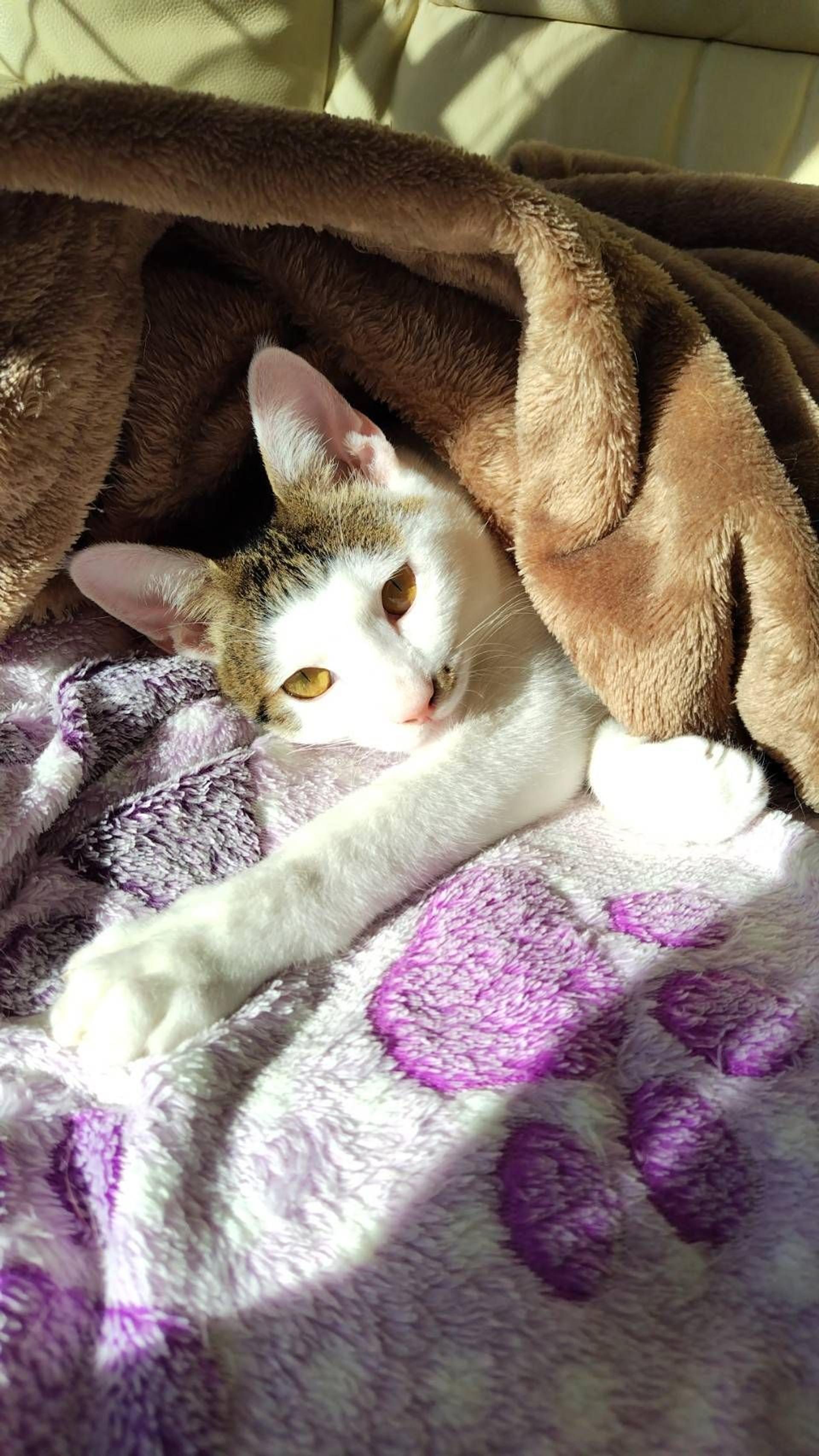 pet-image-6