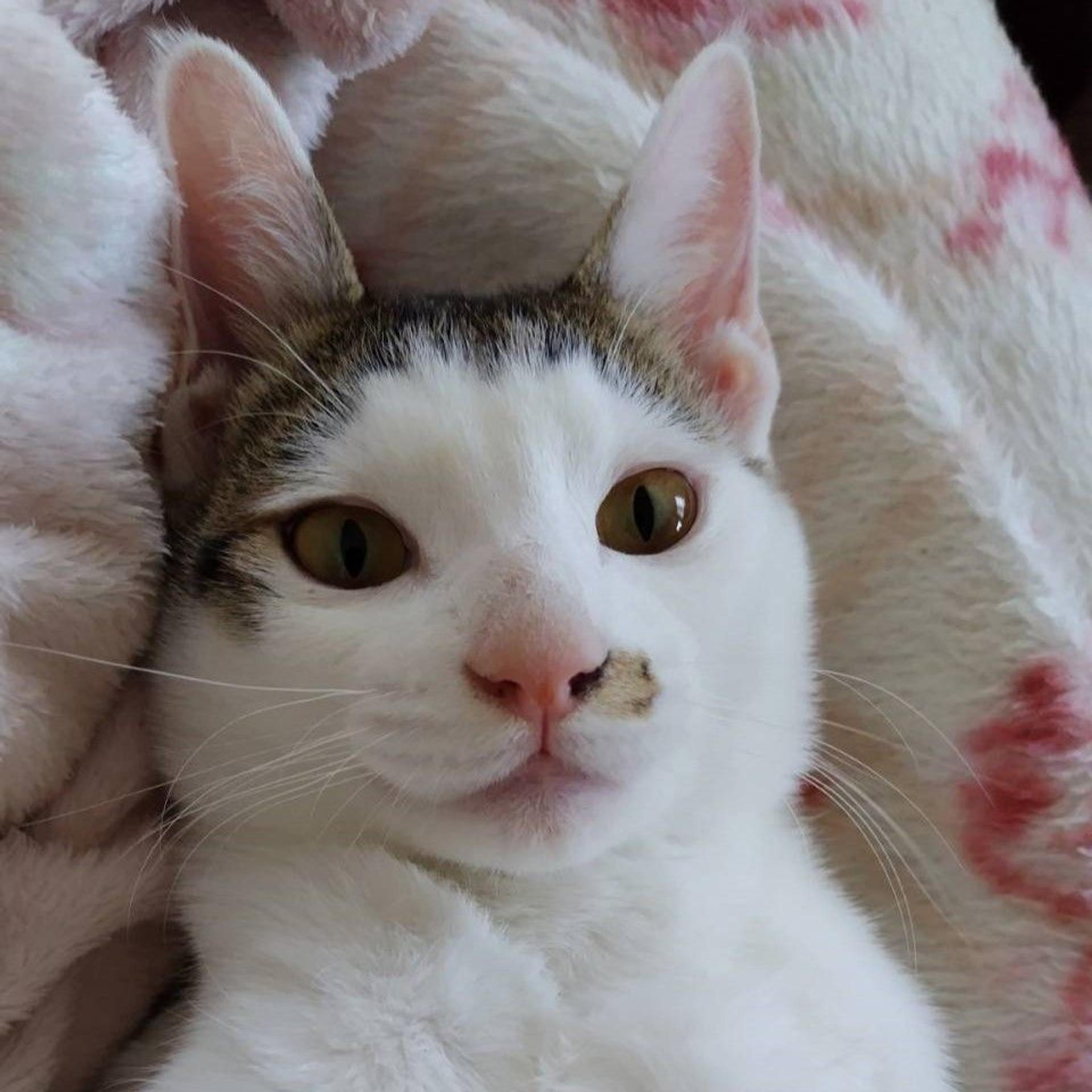 pet-image-7