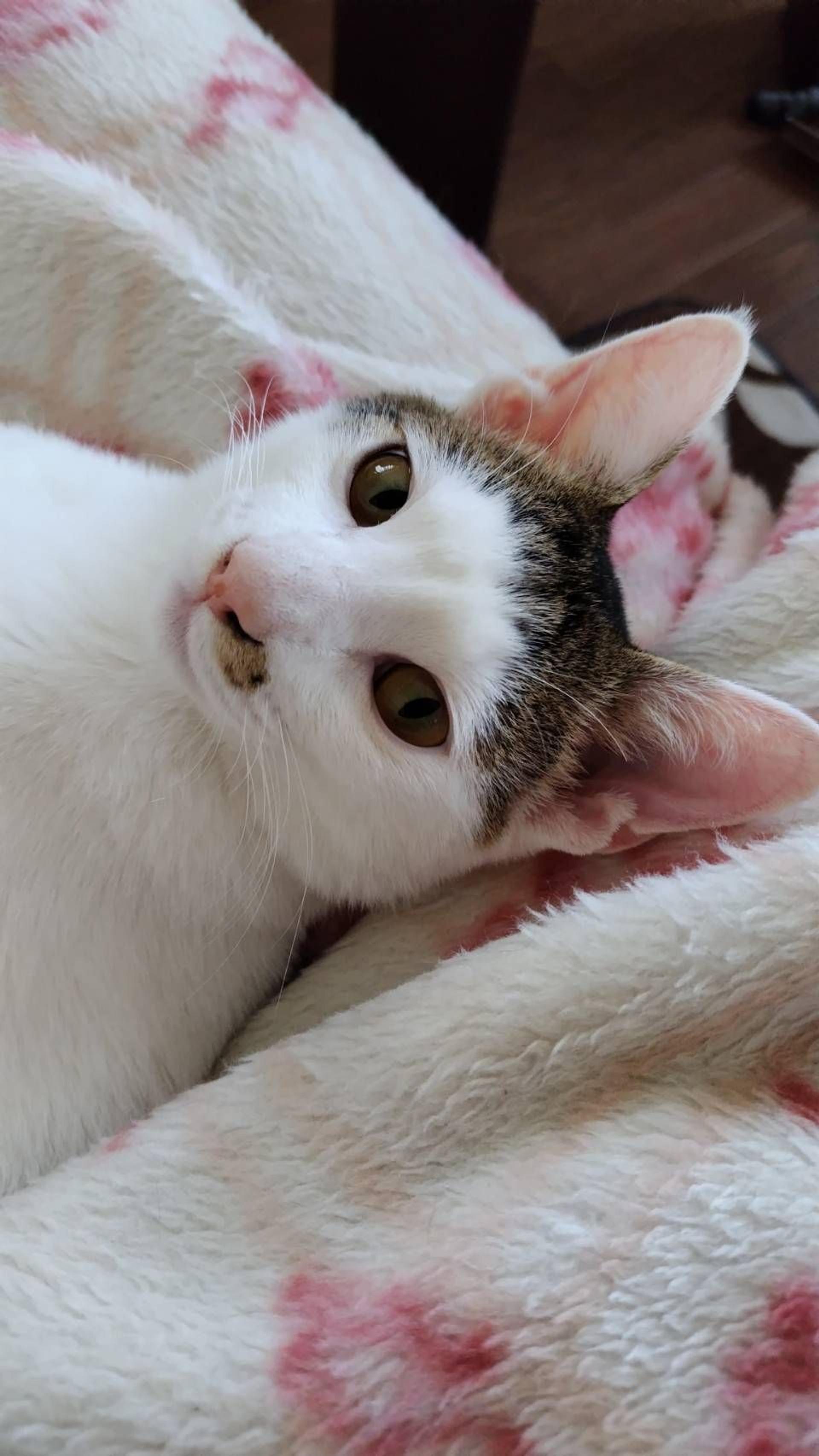 pet-image-8