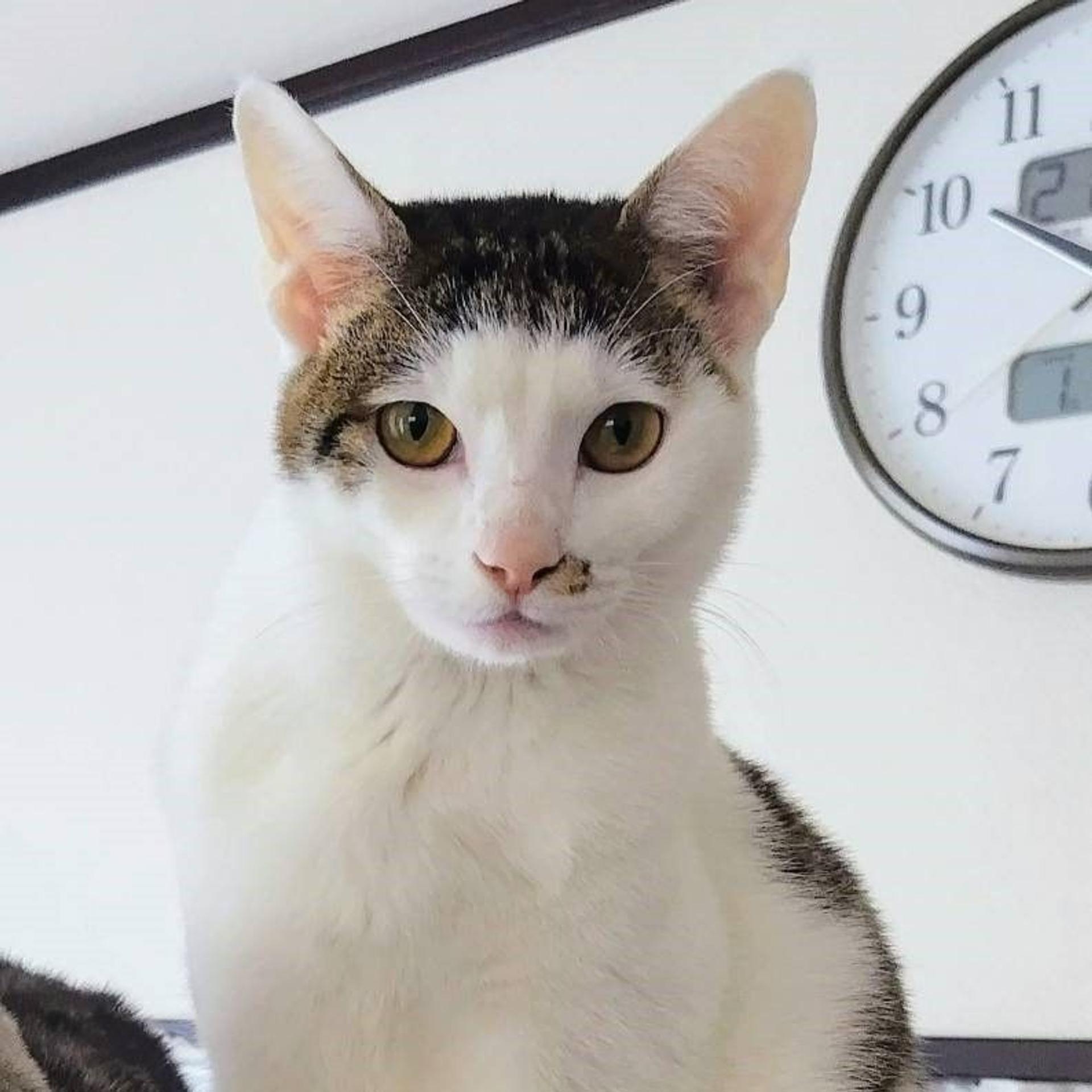 pet-image-9