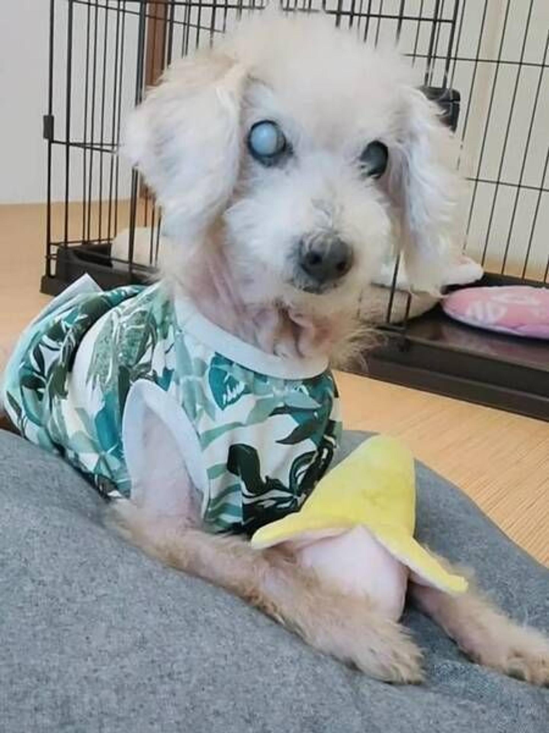 pet-image-4