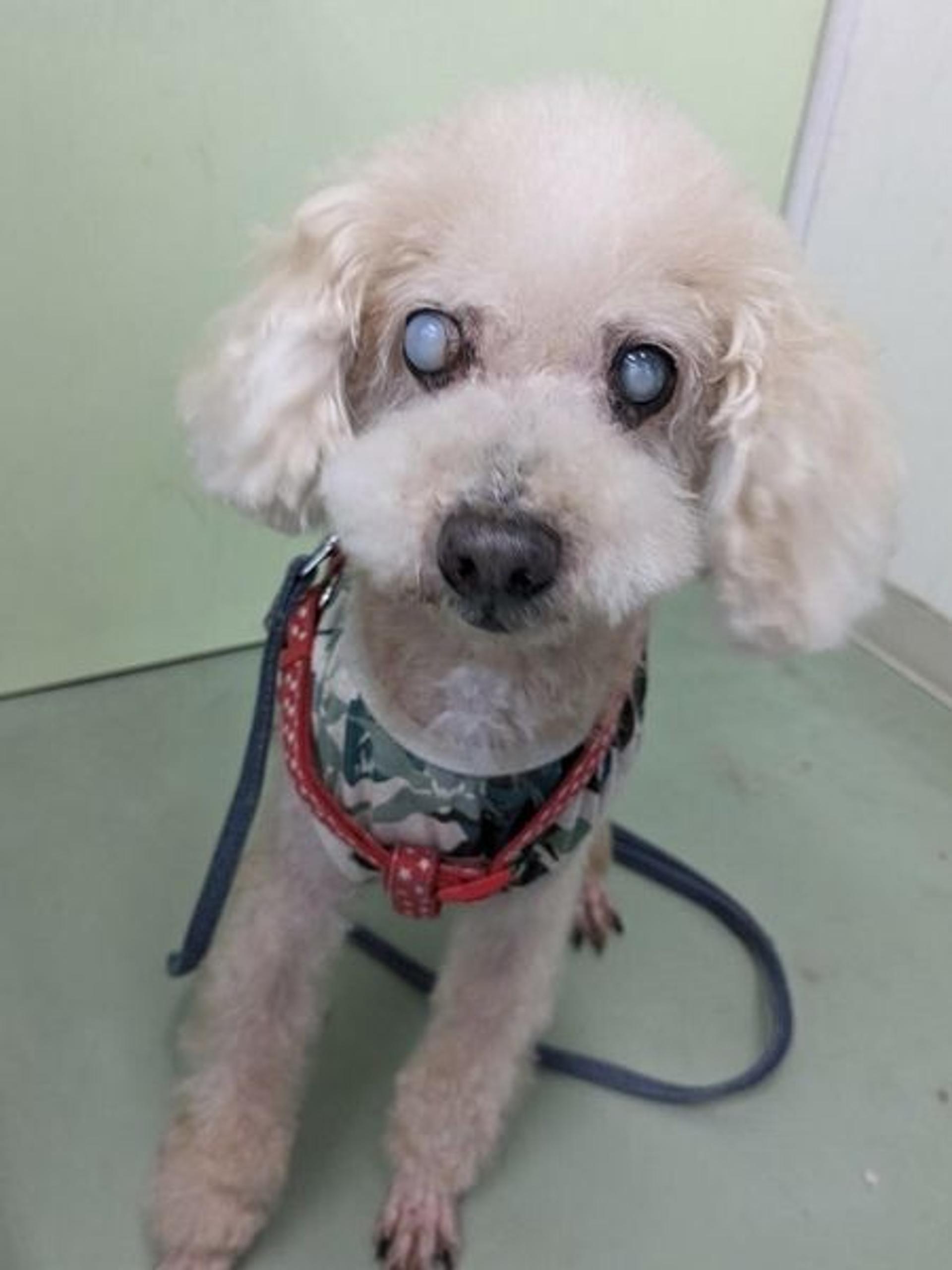 pet-image-5