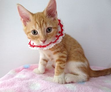 クリちゃんの写真