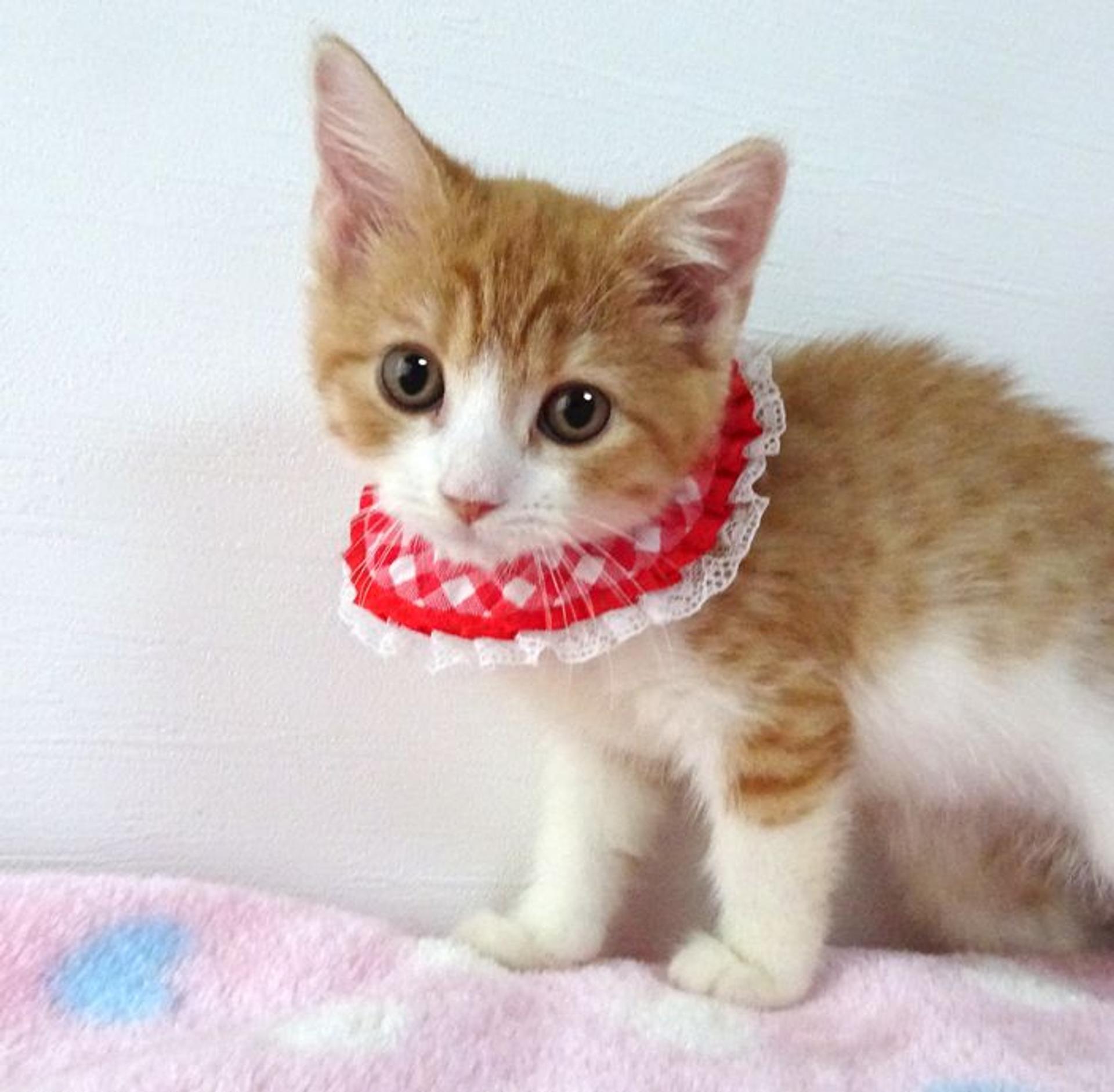 pet-image-4