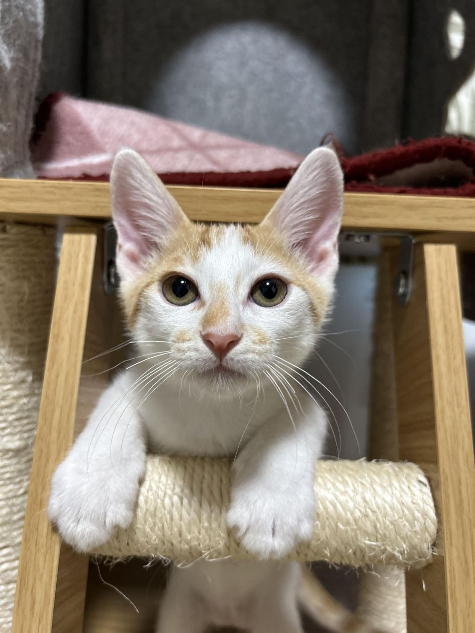雑種（ミックス猫）・オスの里親募集の写真