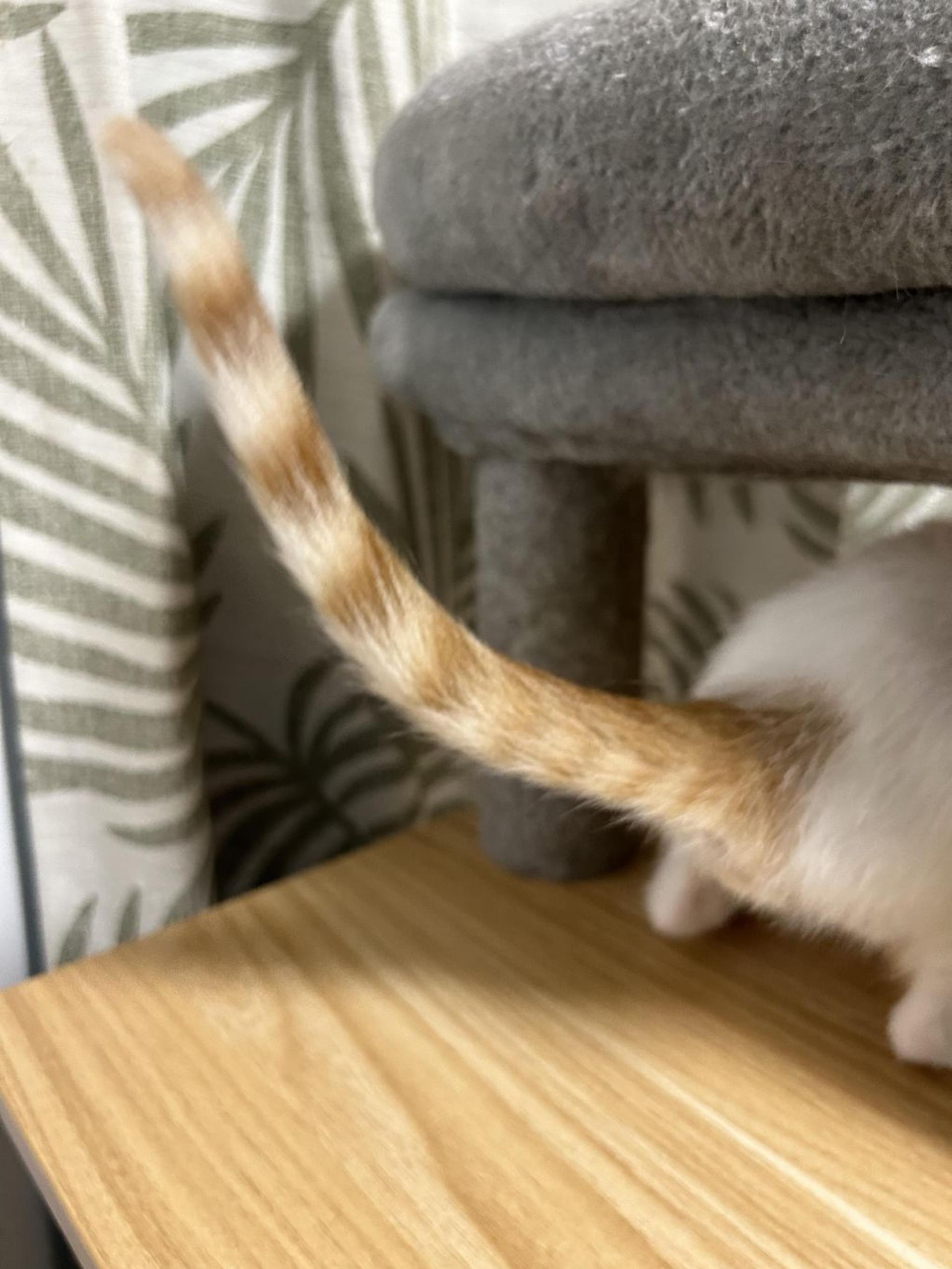 pet-image-3
