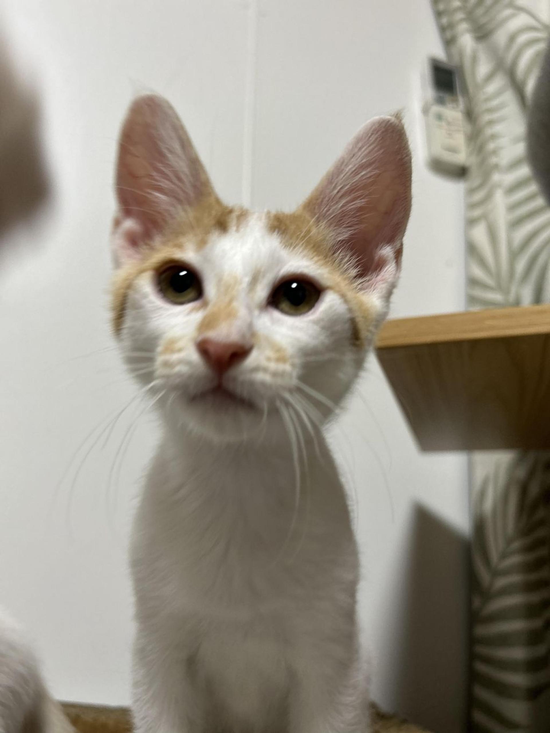 pet-image-4