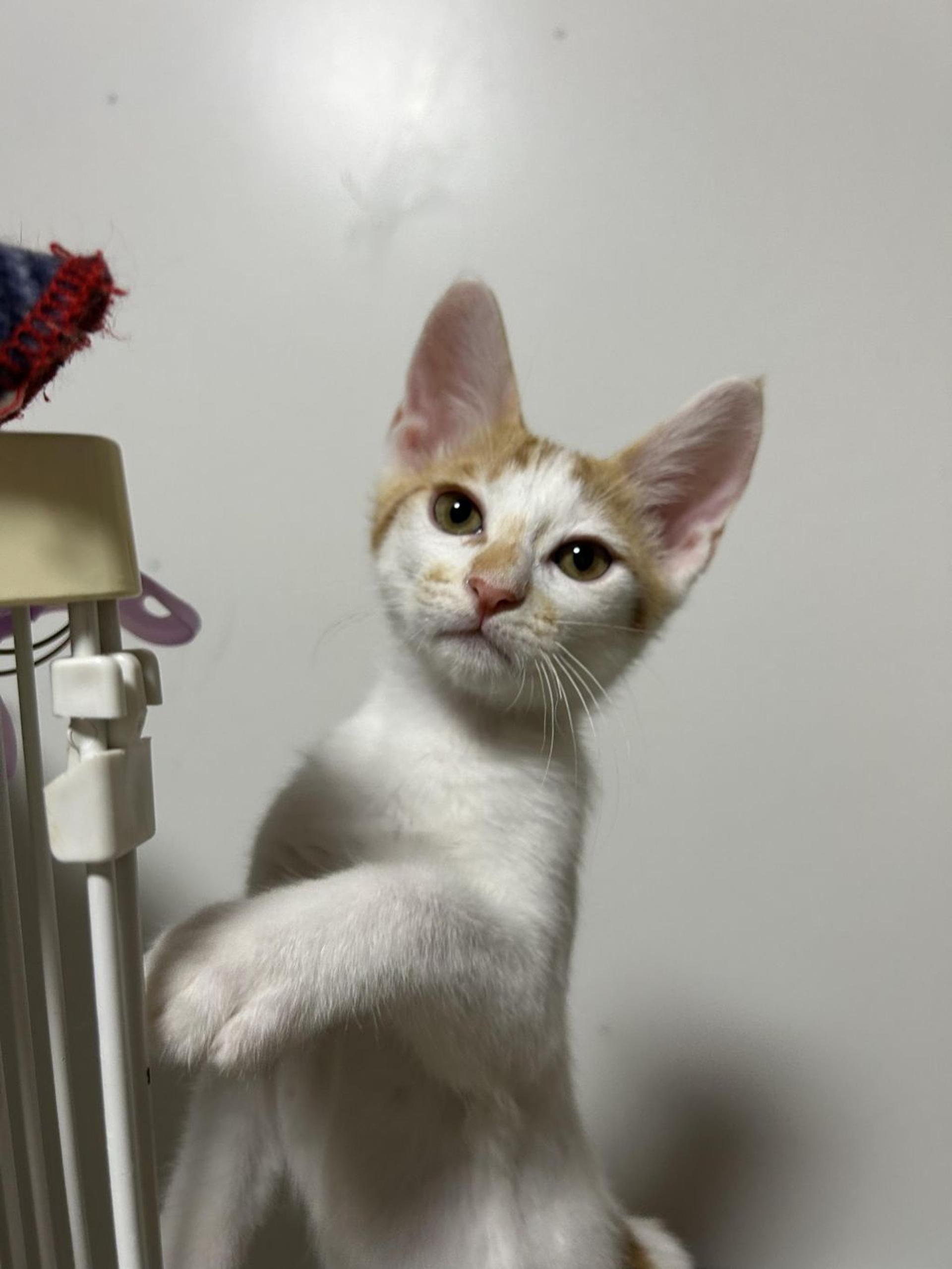 pet-image-5