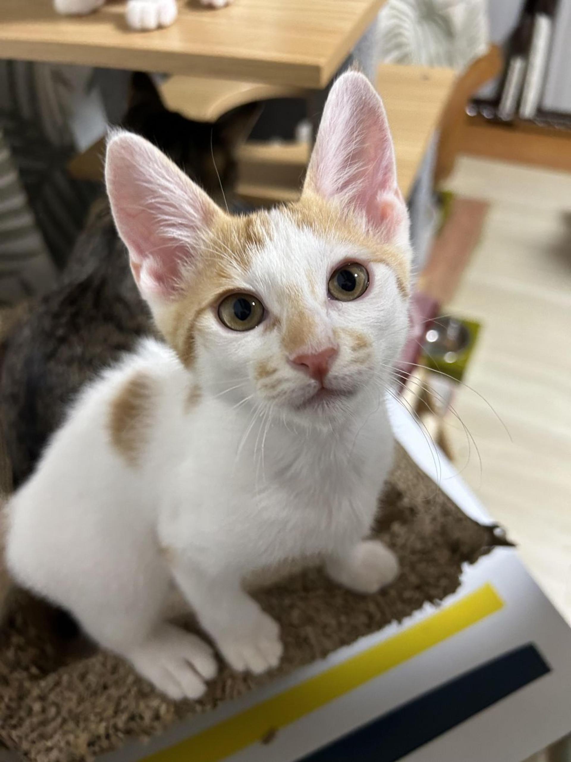 pet-image-6