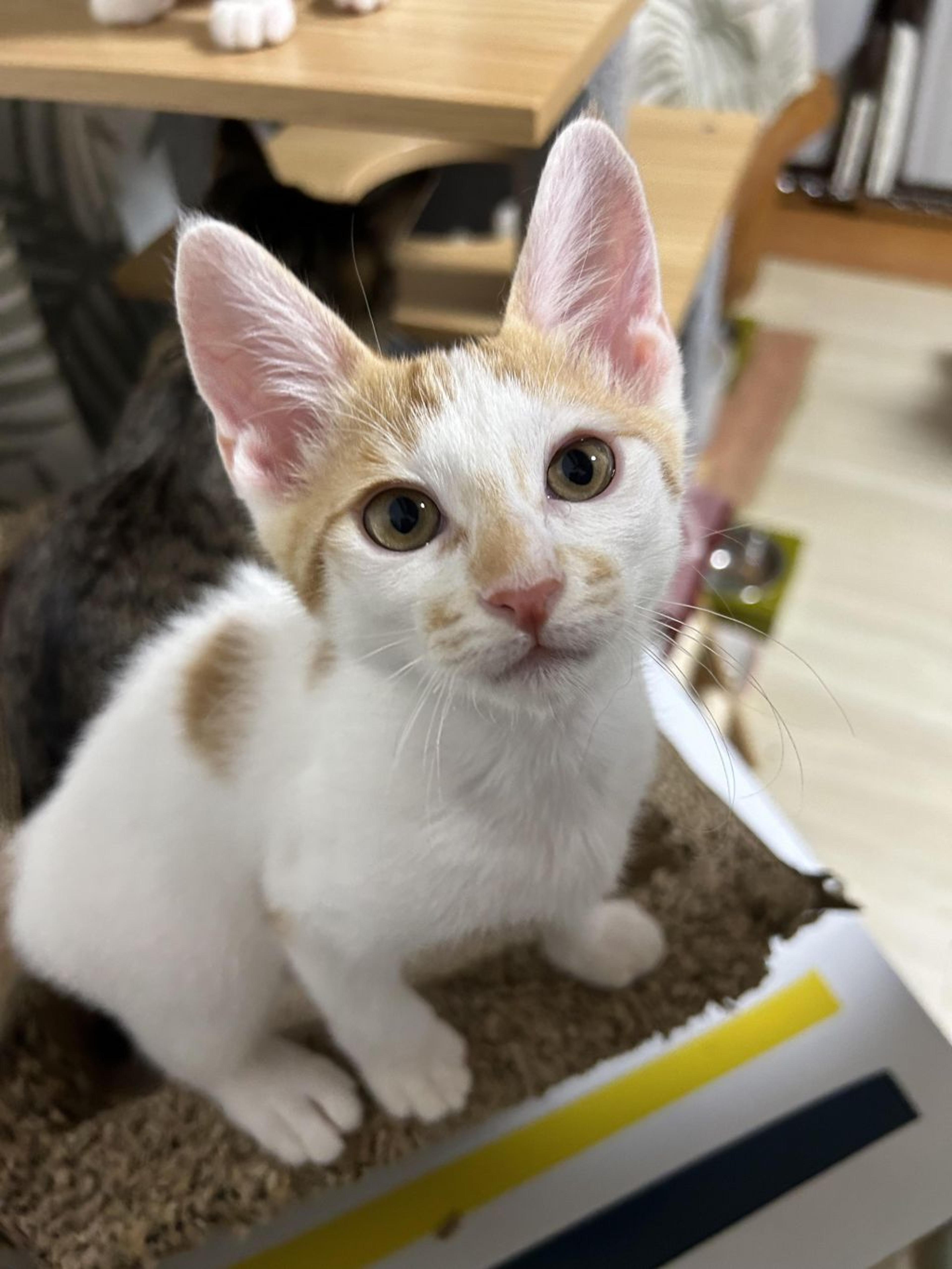 pet-image-6