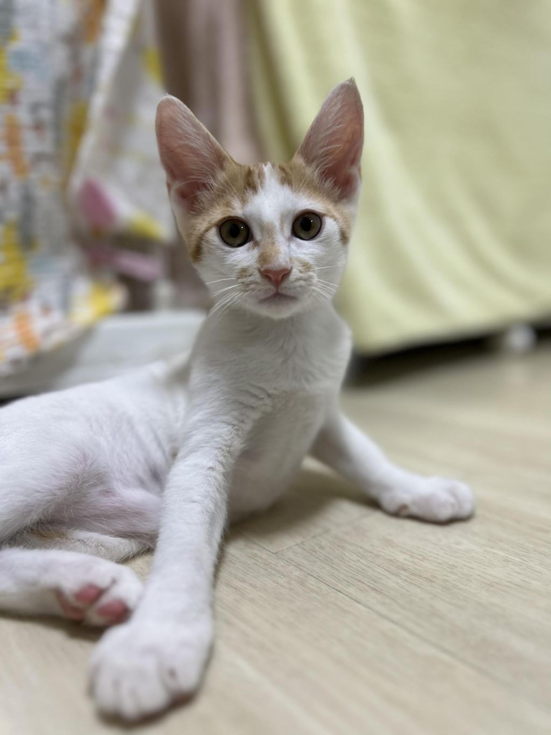 pet-image-10