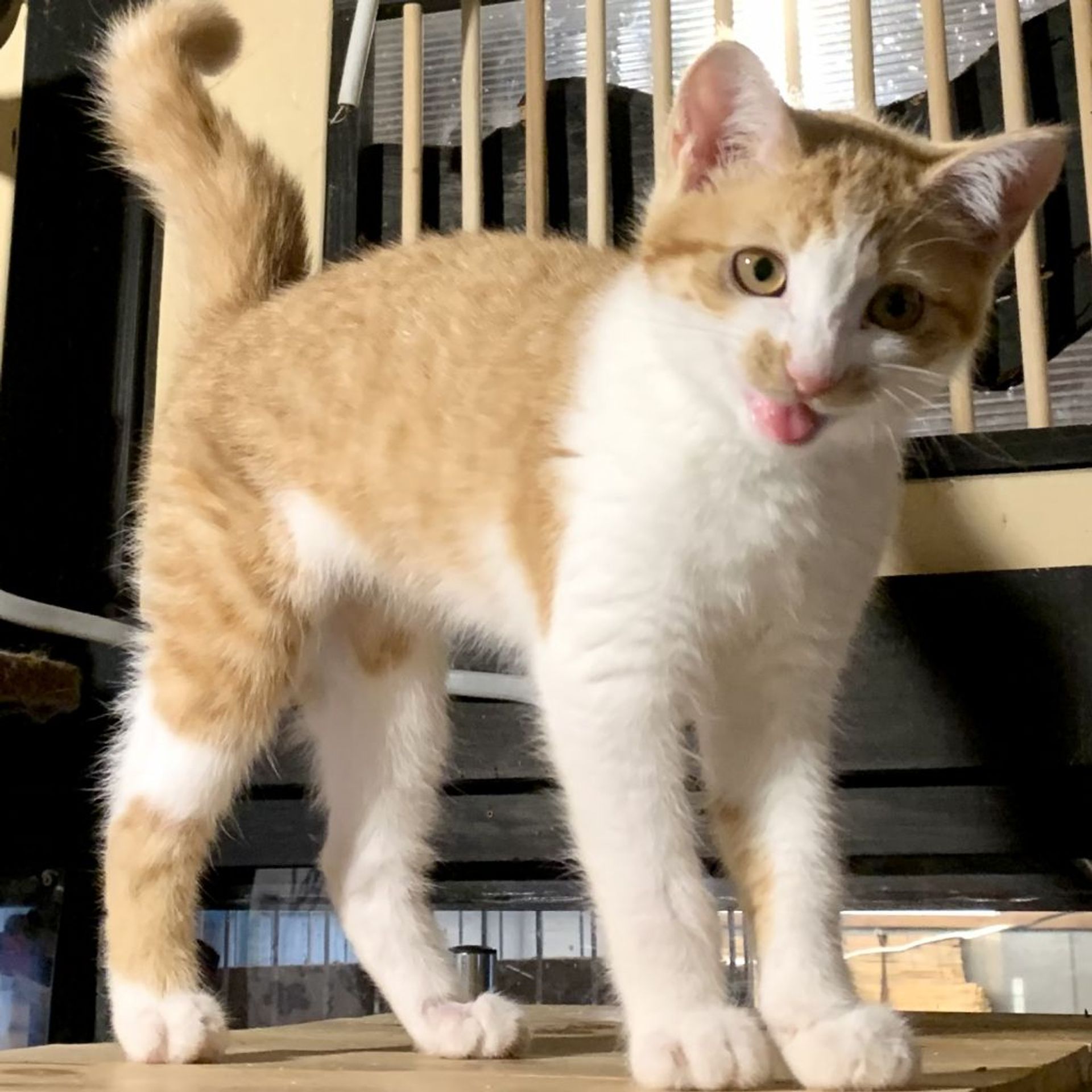 雑種（ミックス猫）・メスの里親募集の写真