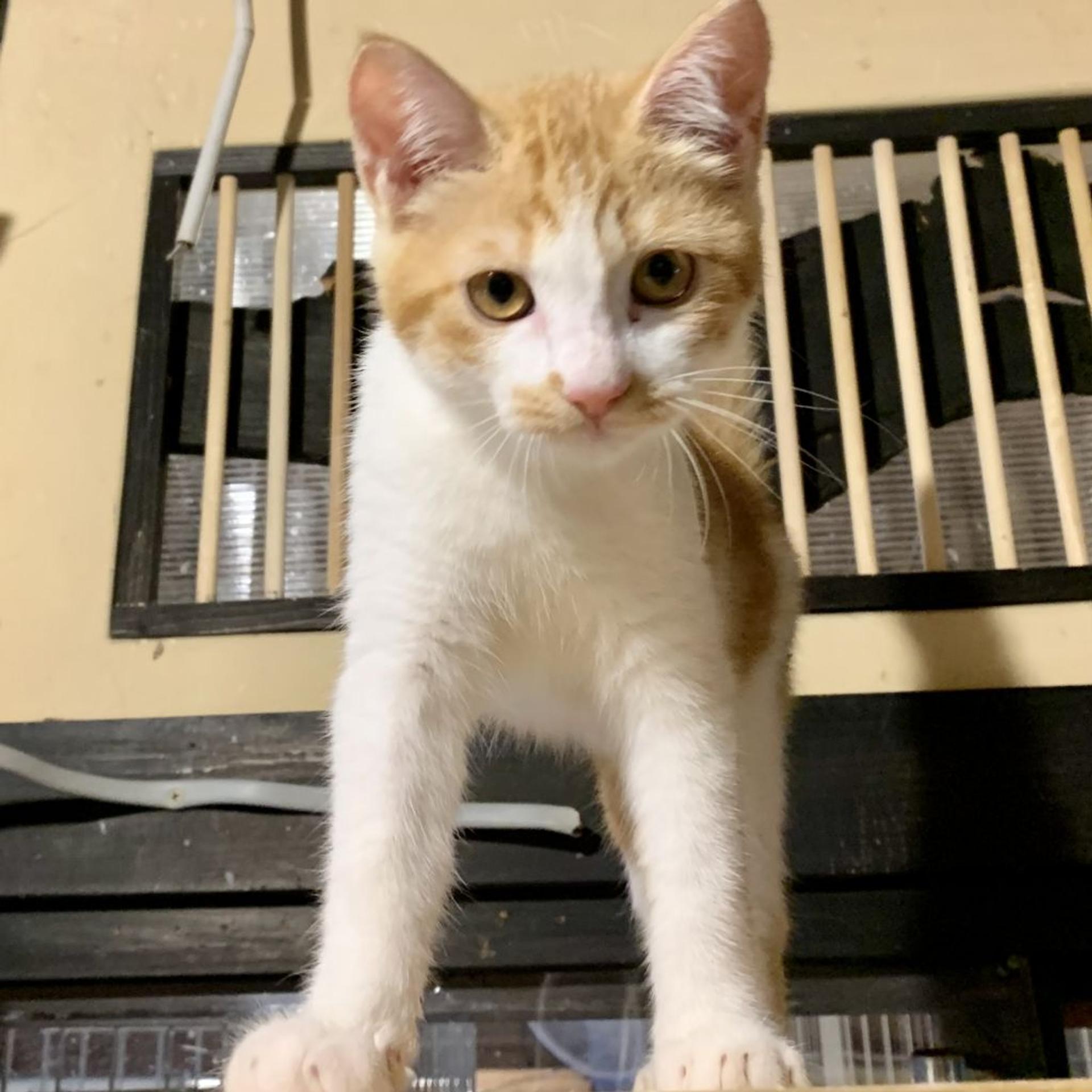 pet-image-2