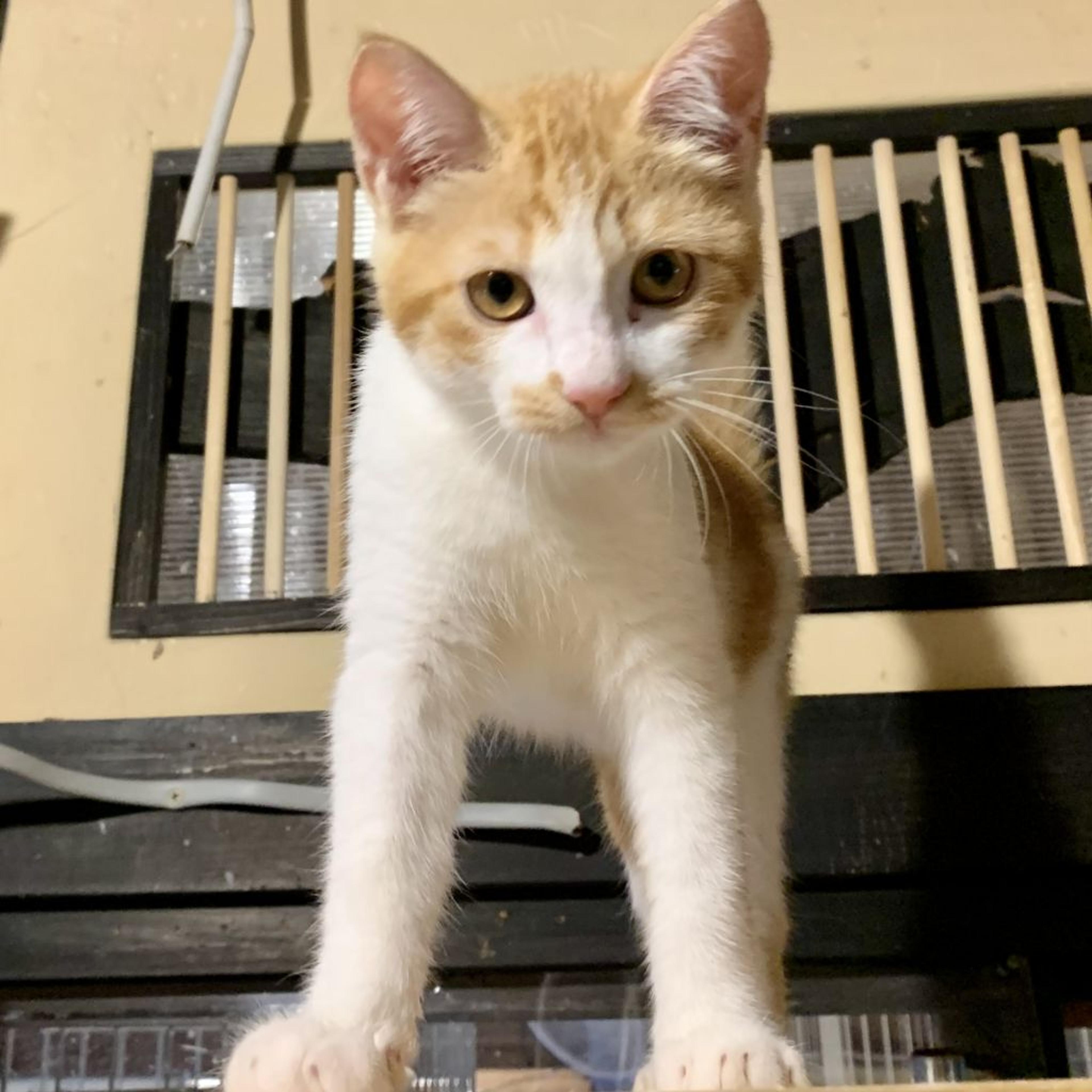 pet-image-2
