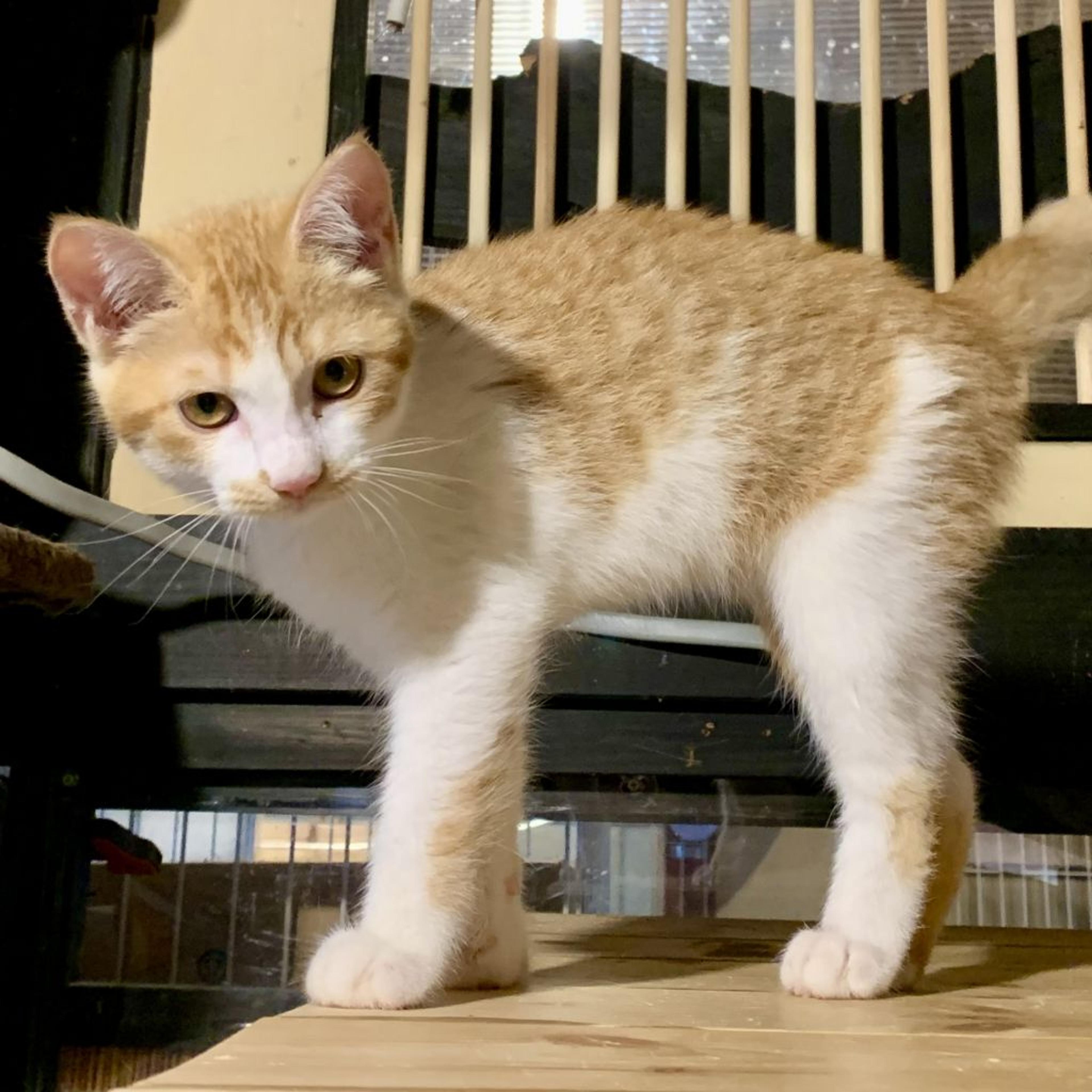 pet-image-3