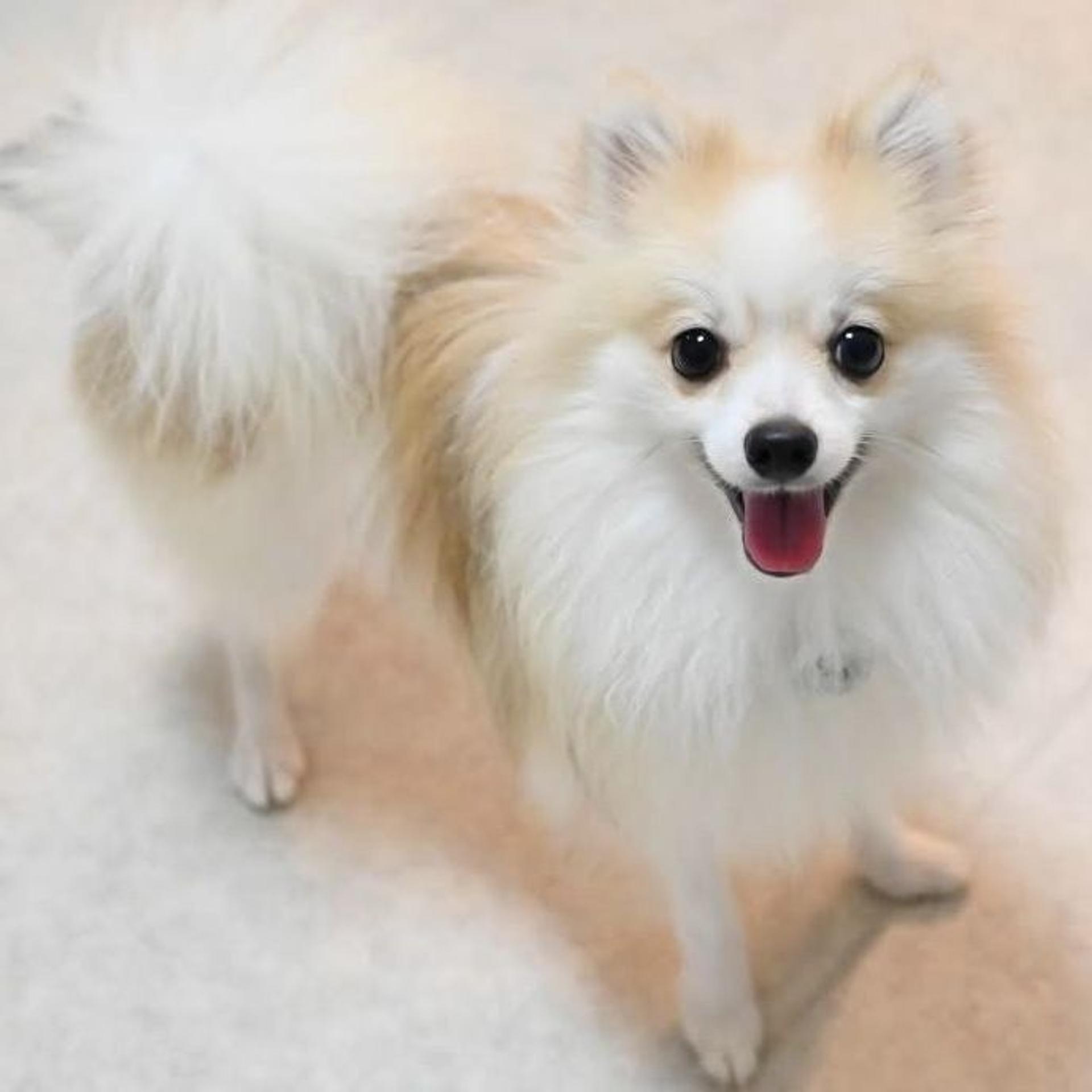 pet-image-3