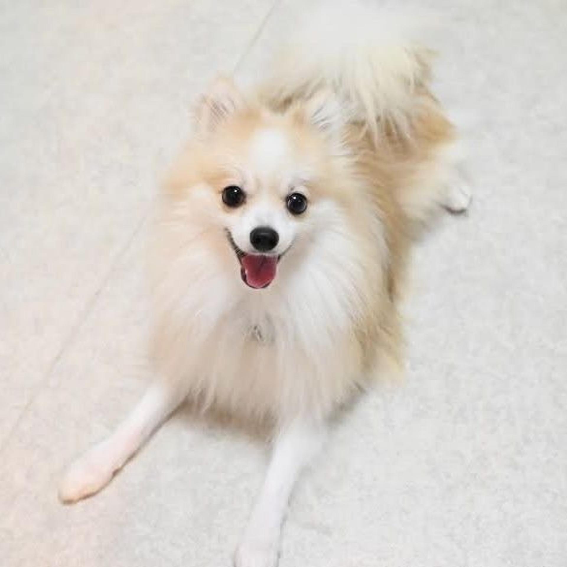 pet-image-5