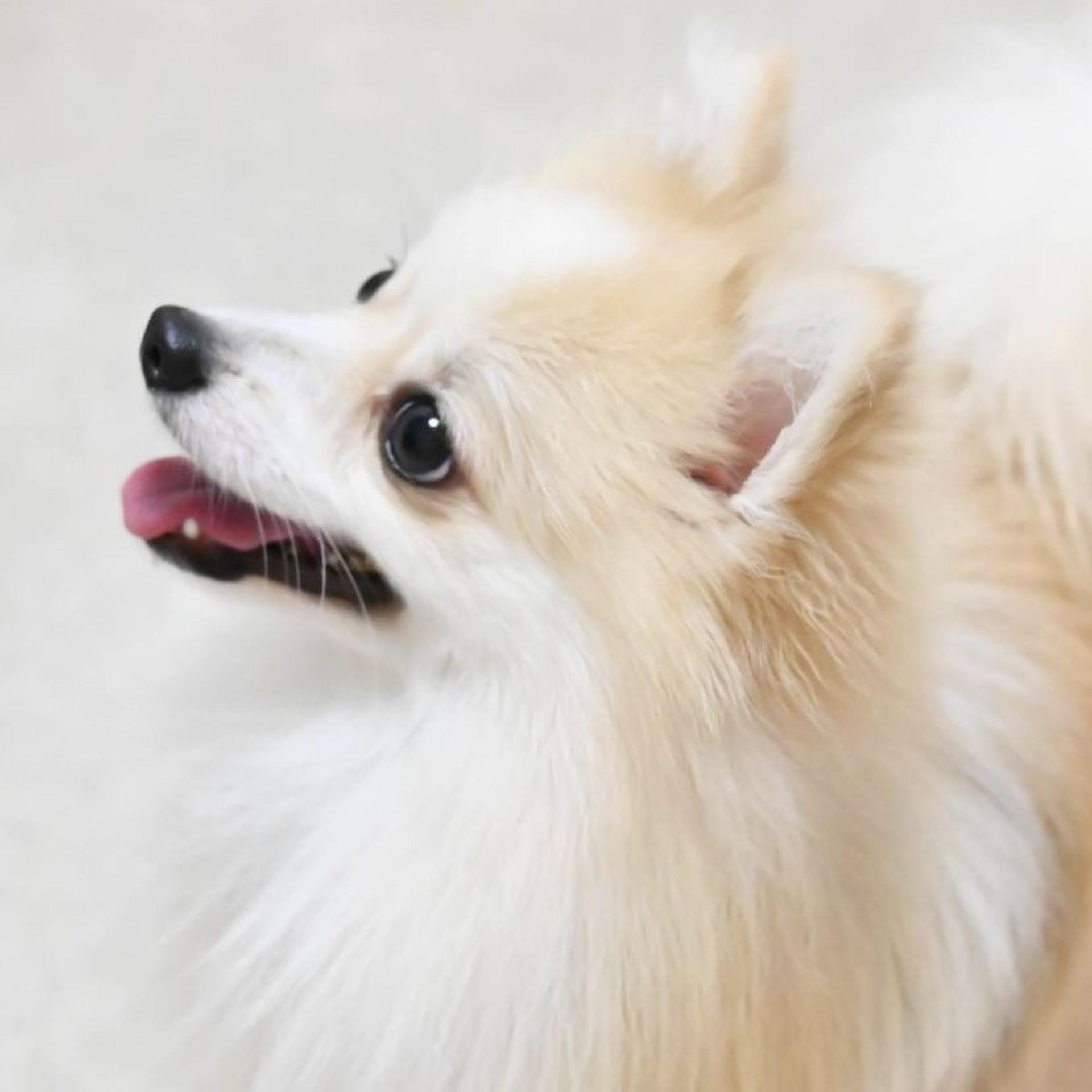 pet-image-7