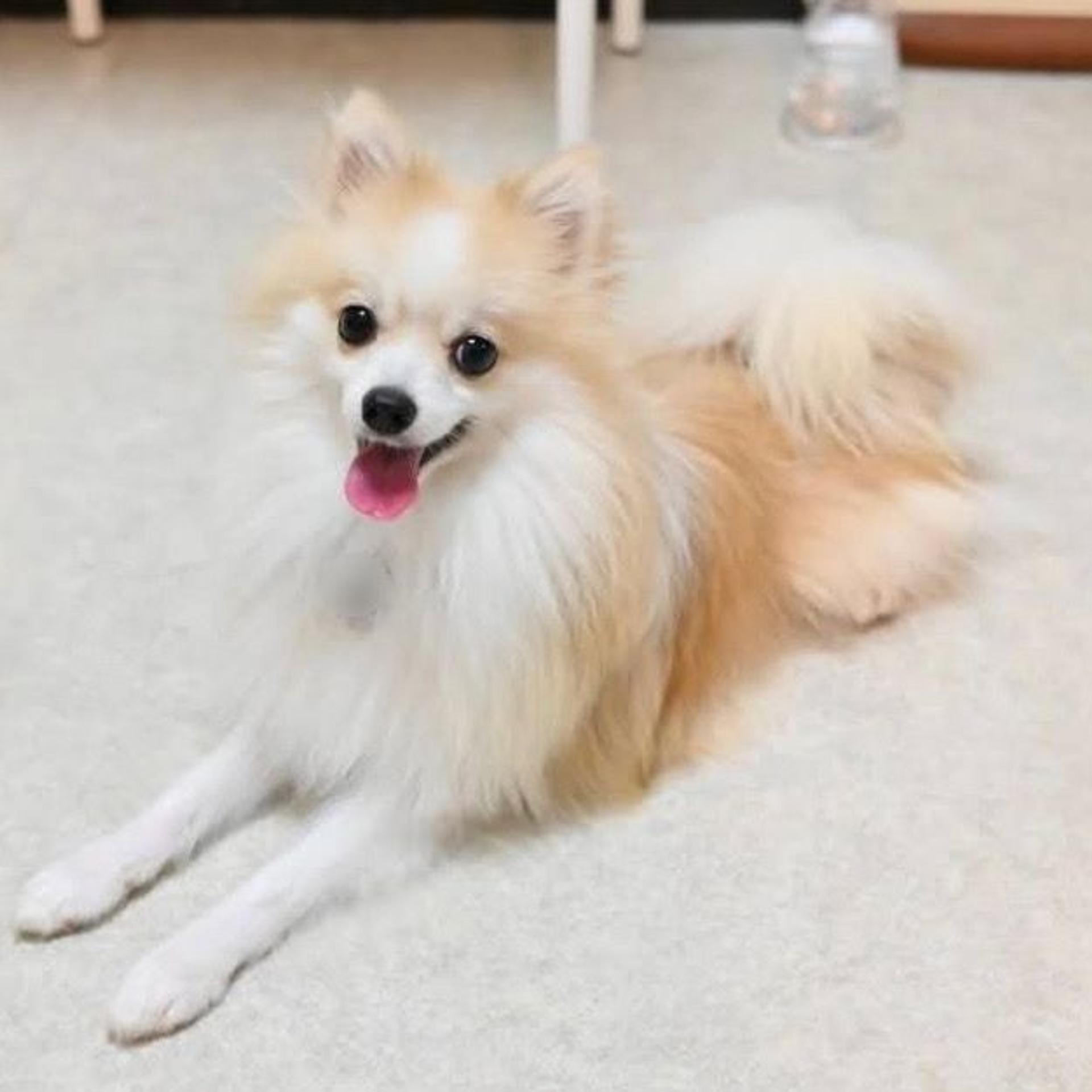 pet-image-8