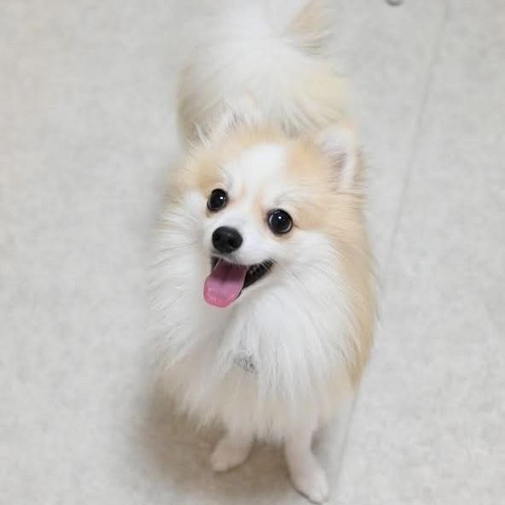 pet-image-9