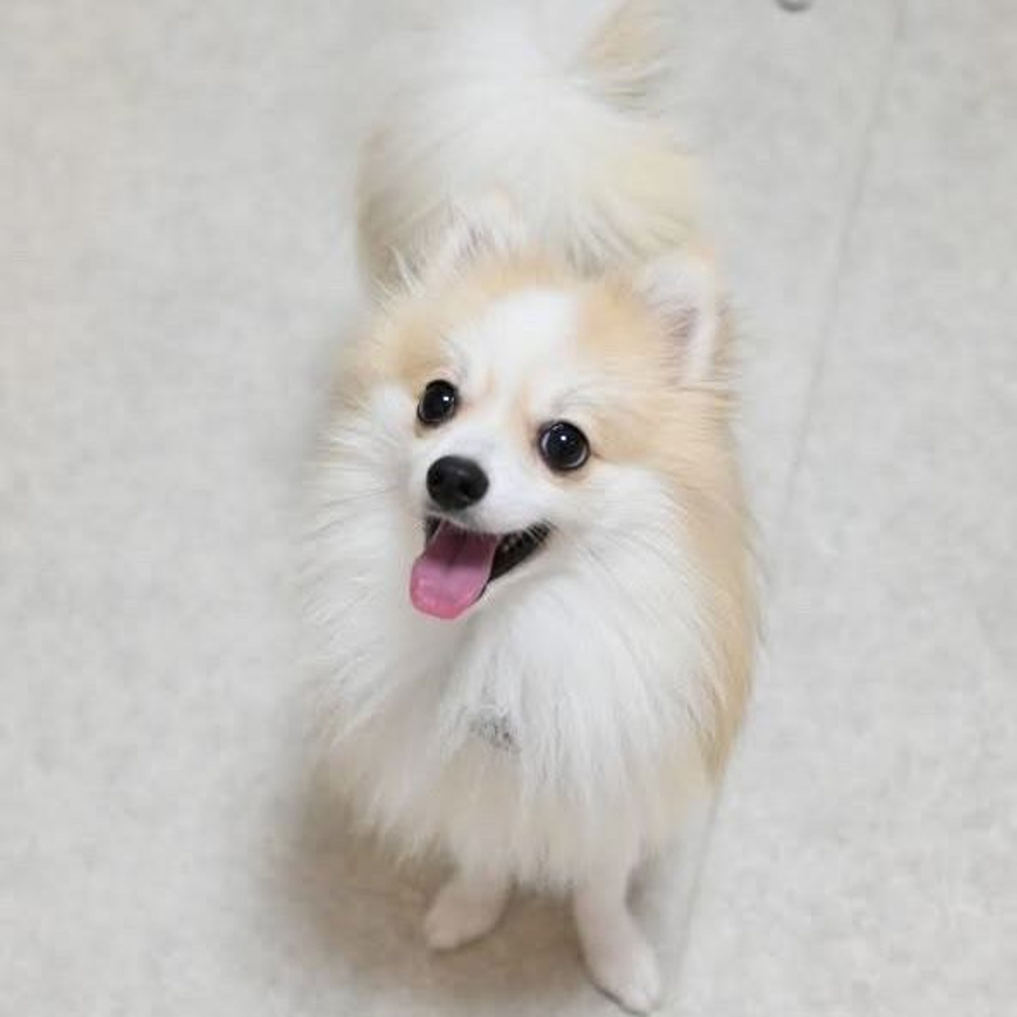 pet-image-9