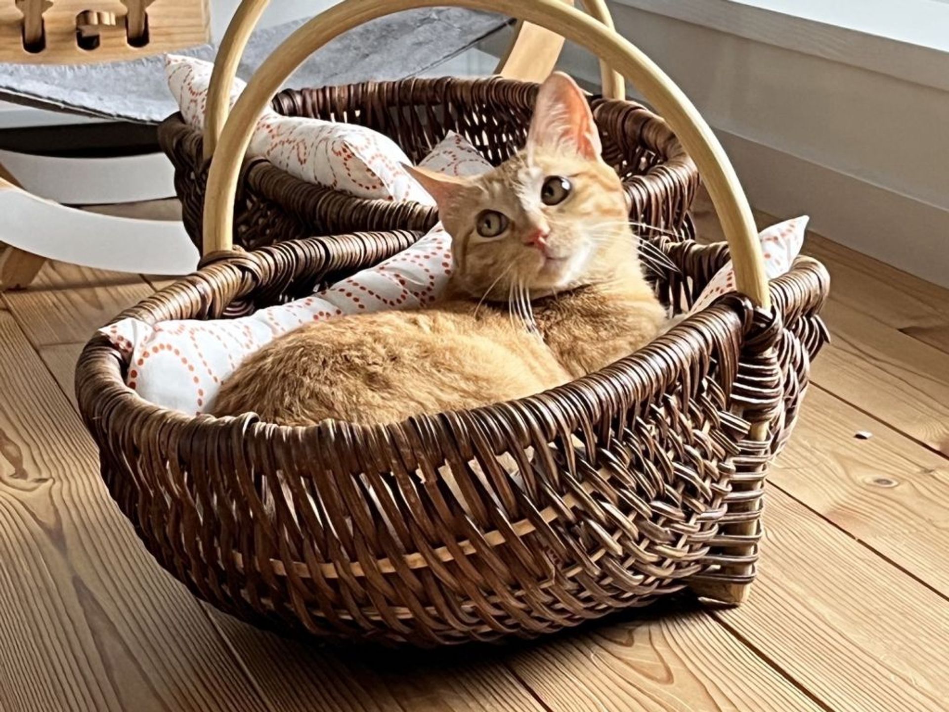 雑種（ミックス猫）・オスの里親募集の写真