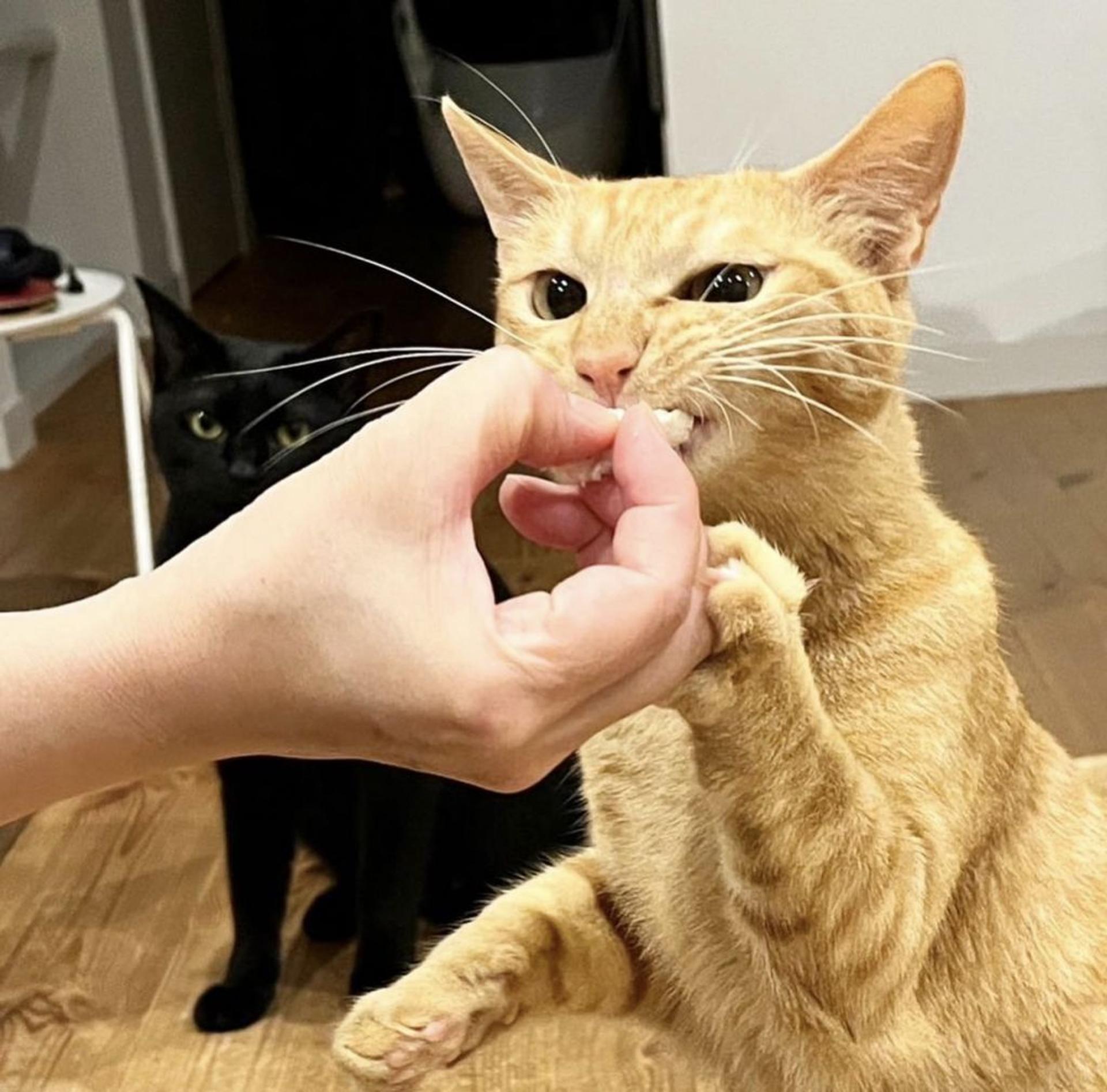 pet-image-4