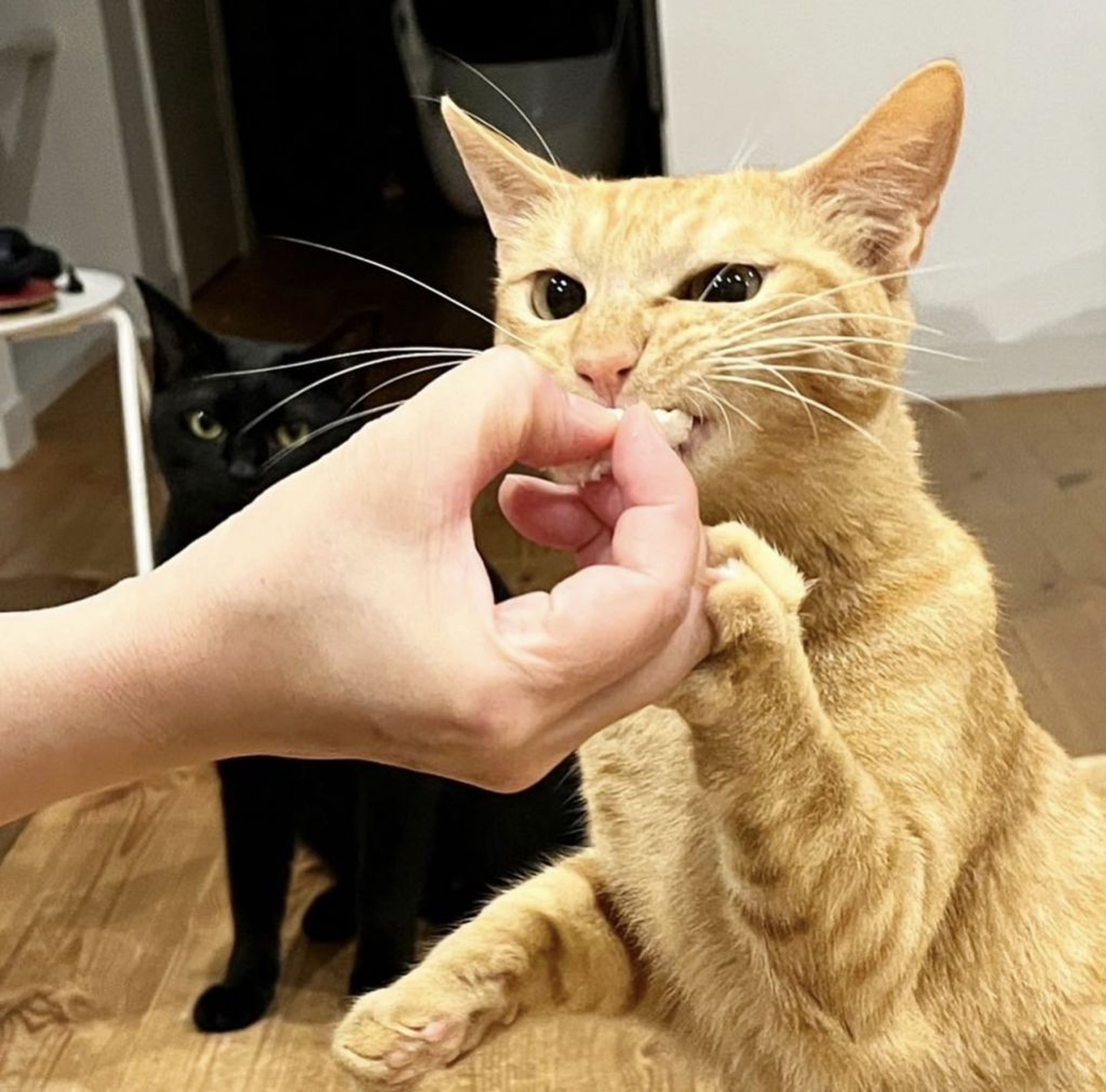 pet-image-4